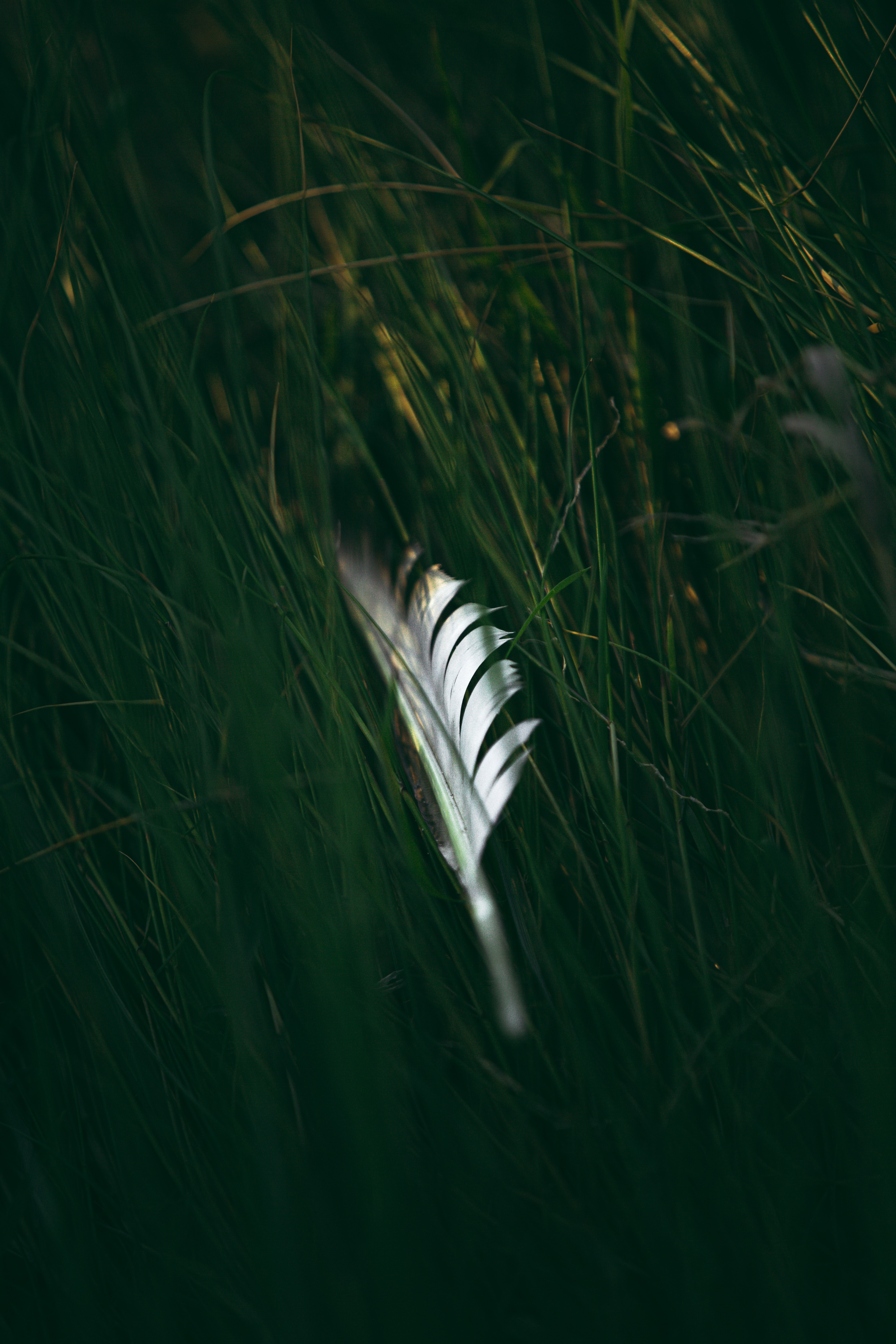 Download mobile wallpaper Grass, Macro, Pen, Feather for free.