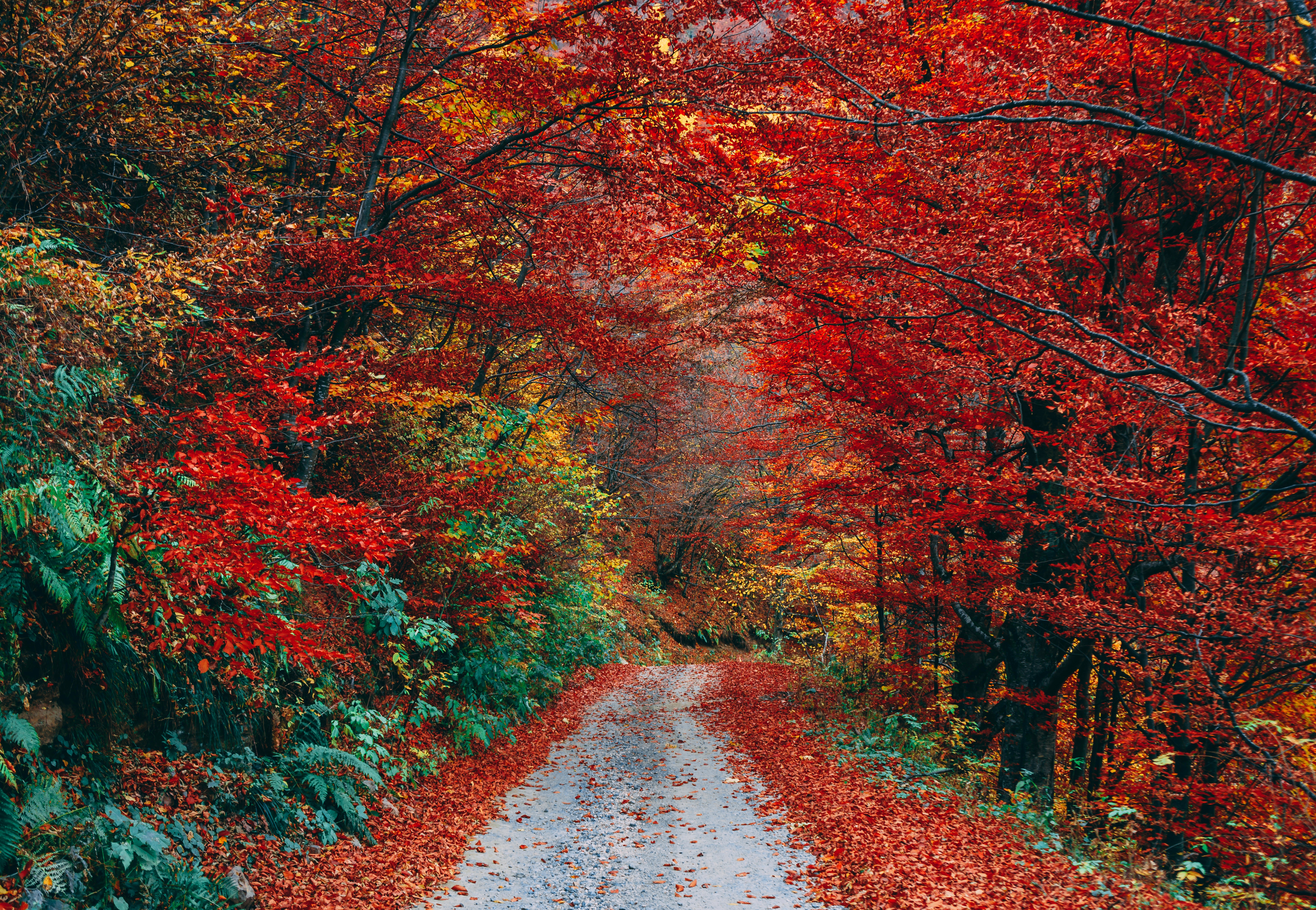 HD wallpaper trail, fallen, nature, autumn, path, foliage