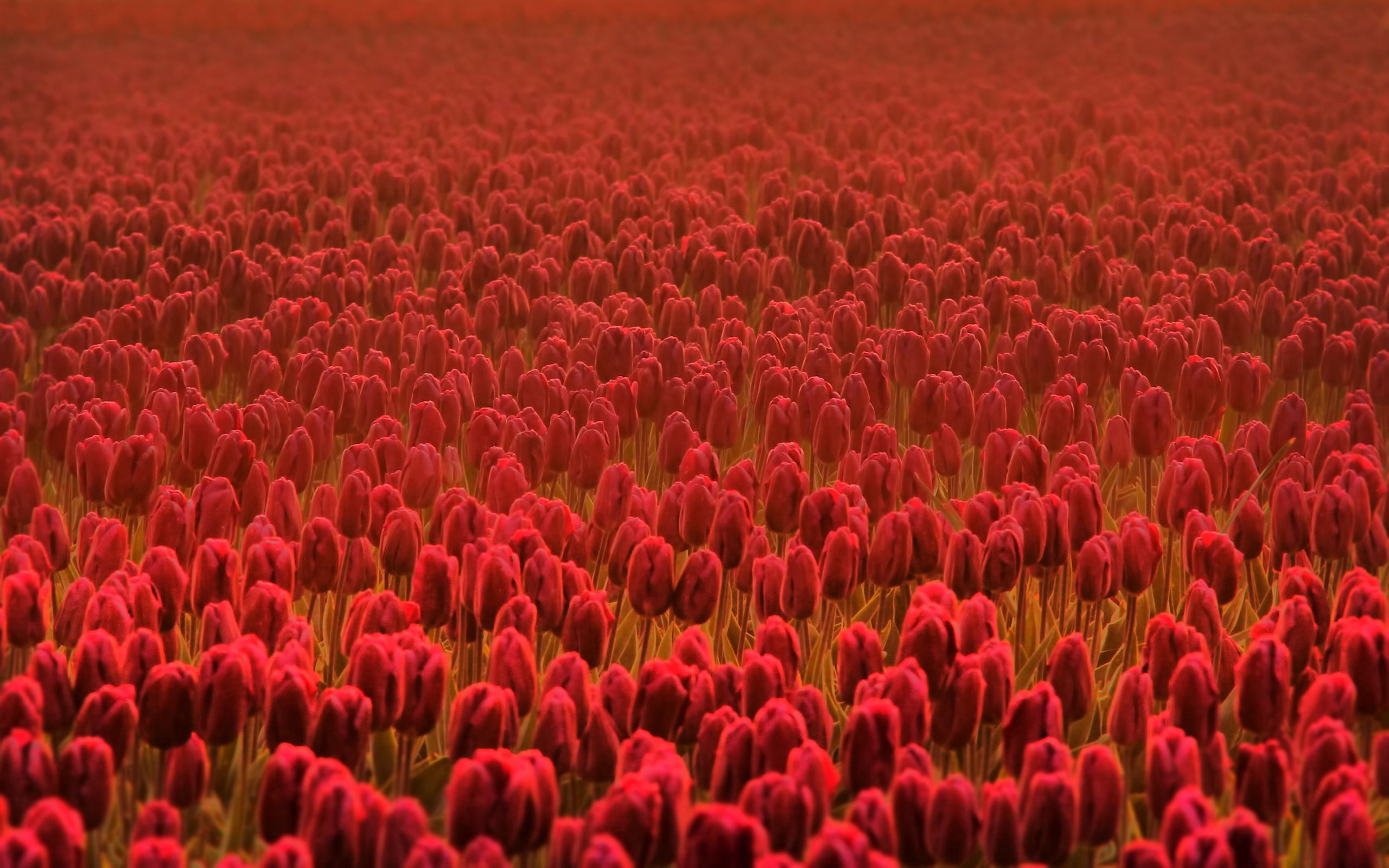 100072 descargar imagen flores, plantación, primavera, tulipán: fondos de pantalla y protectores de pantalla gratis