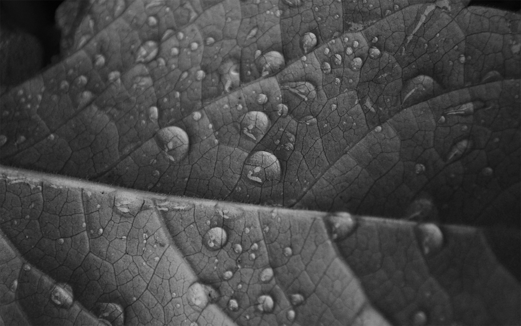 Grey leaves. Черные листья капли. Капли на листе фотошоп. Белый лист заставка. Капли на листве картинки черные.