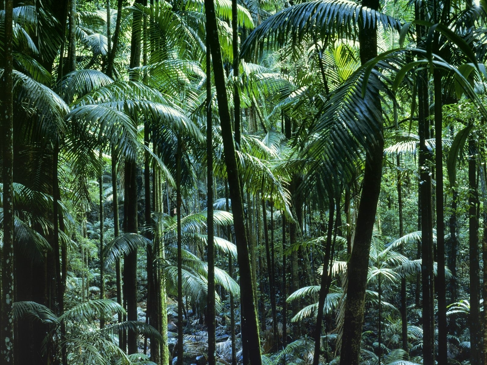 872178 descargar fondo de pantalla tierra/naturaleza, jungla, bosque, verde, naturaleza, árbol, vegetación: protectores de pantalla e imágenes gratis