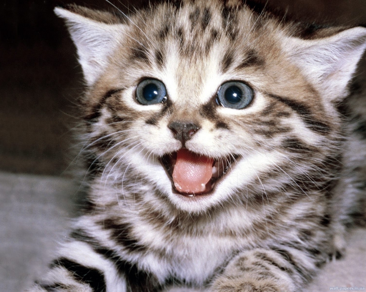 269 скачать обои кошки (коты котики), животные - заставки и картинки бесплатно