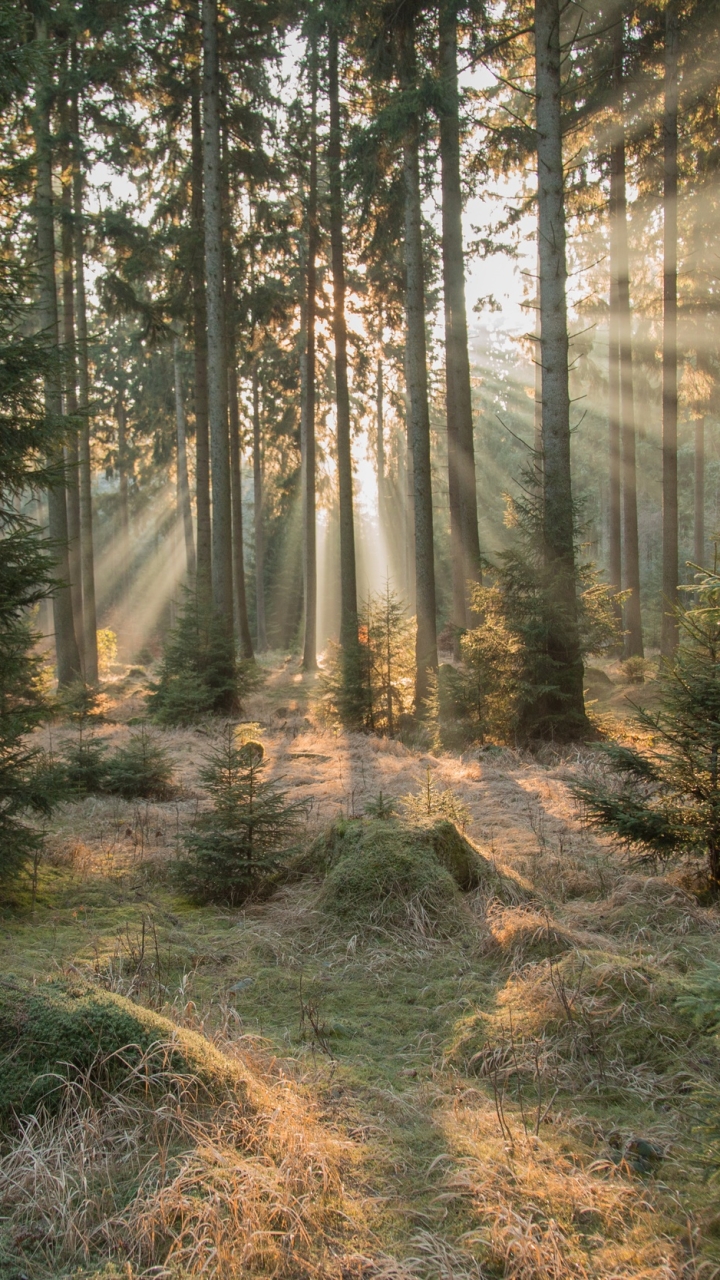 Еловый лес солнце
