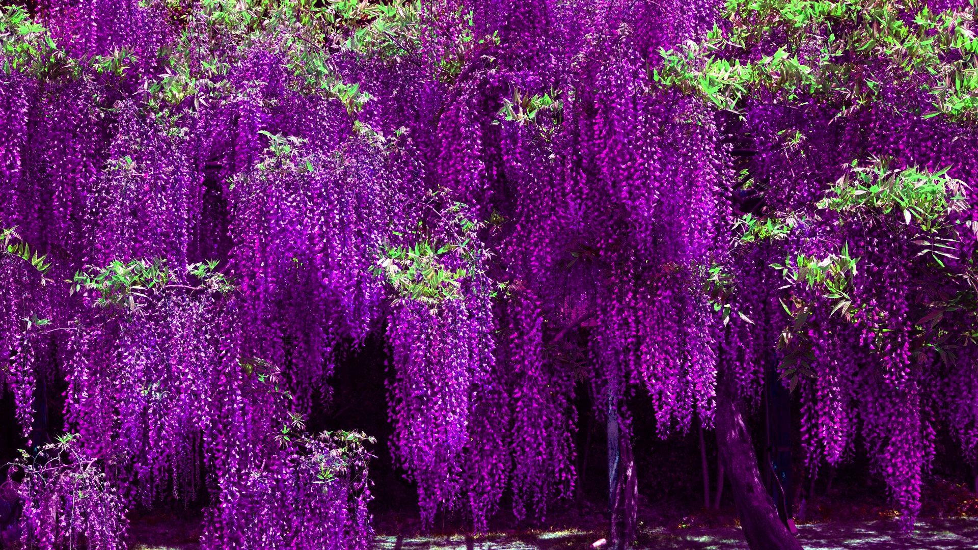 earth, wisteria, purple flower, tree, flowers