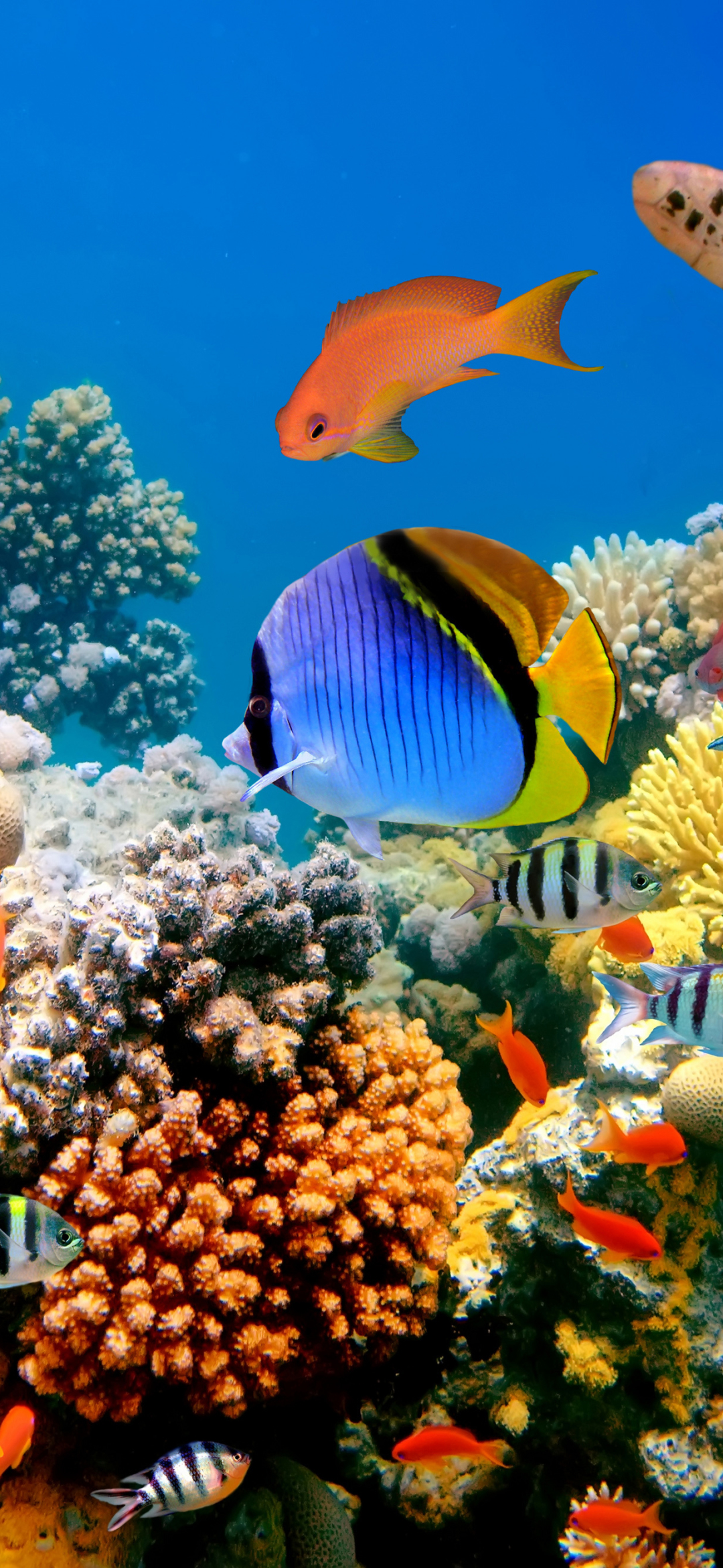 1157461壁紙のダウンロード動物, 魚, サンゴ礁, 水中, 魚類-スクリーンセーバーと写真を無料で