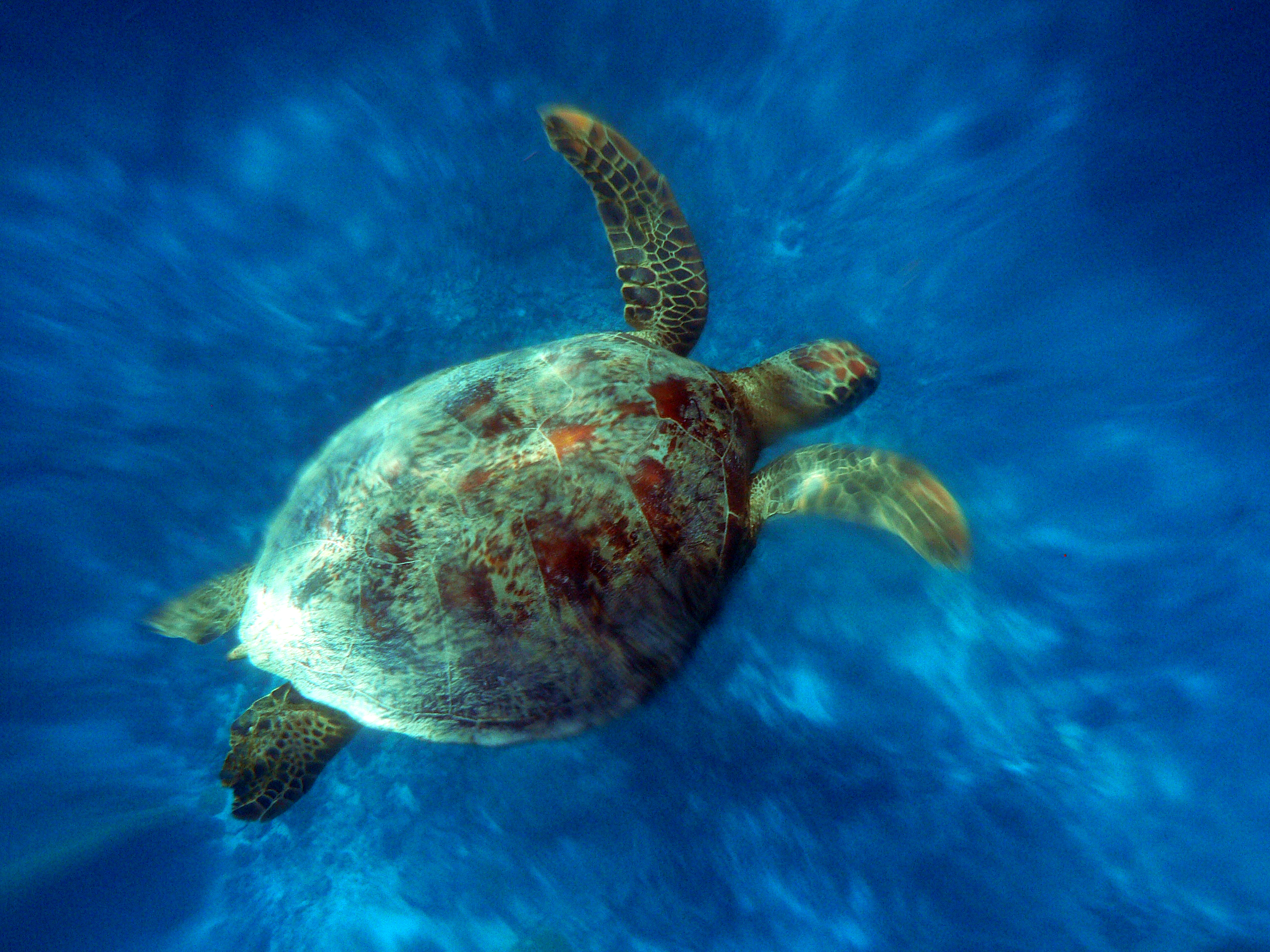 Фото морская черепаха для дошкольников