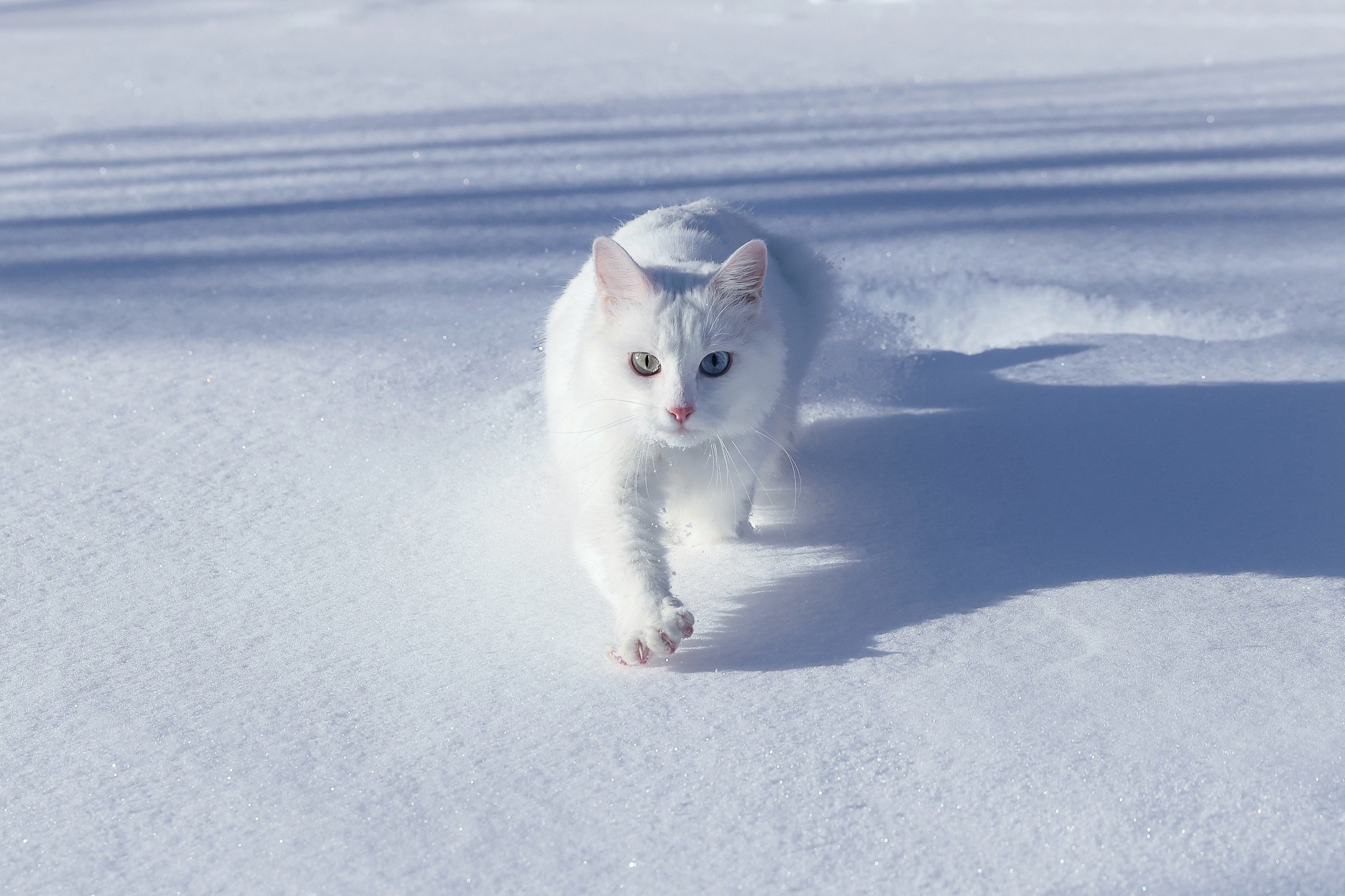 Снежный котенок ДХЛ.