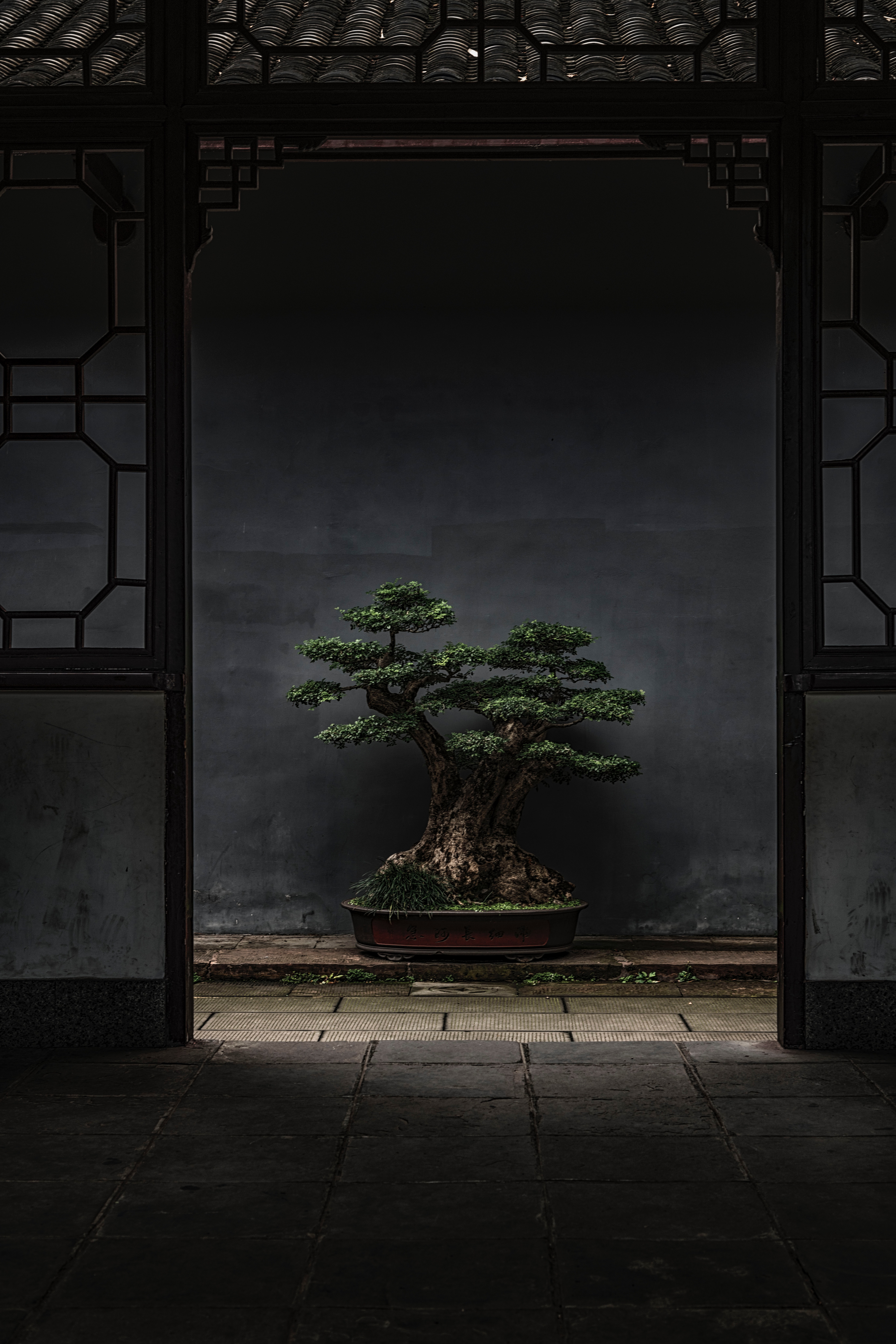 wood, miscellanea, bonsai, tree, miscellaneous, plant, door, decorative HD wallpaper