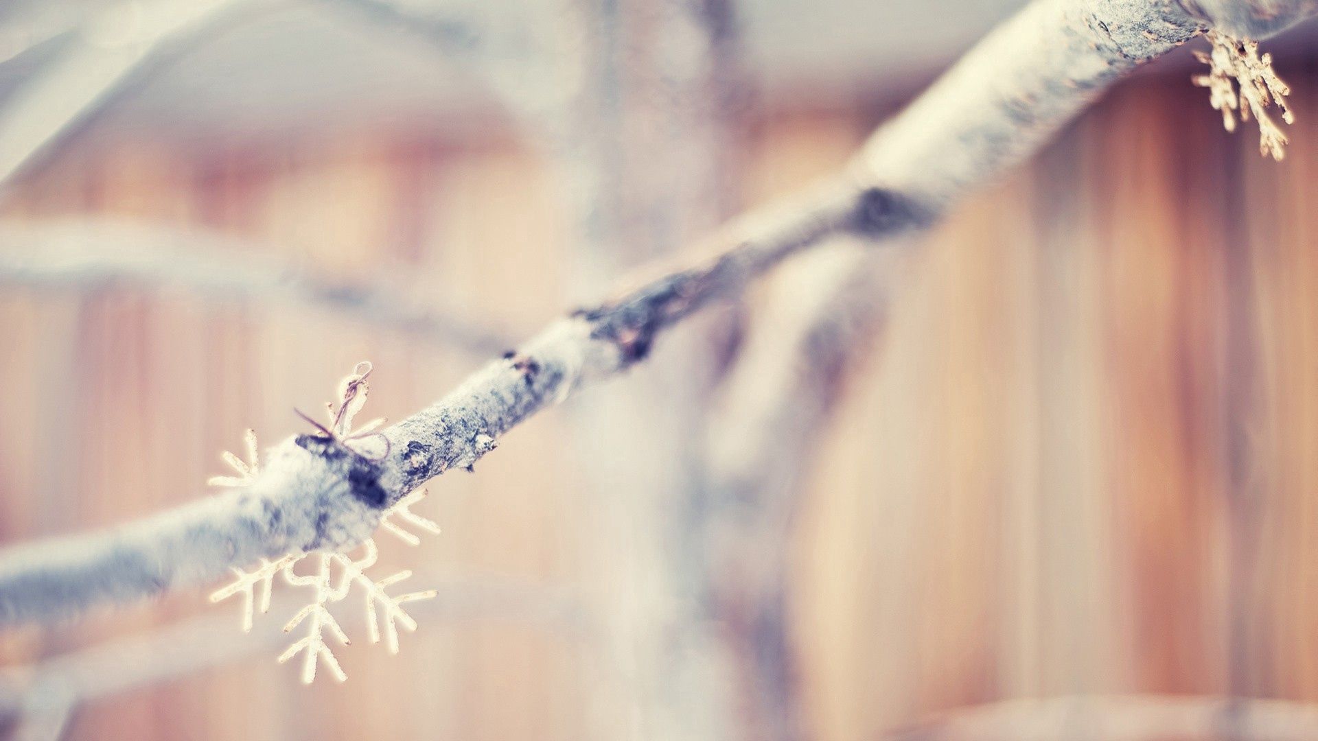 winter, snowflakes, macro, branch for Windows