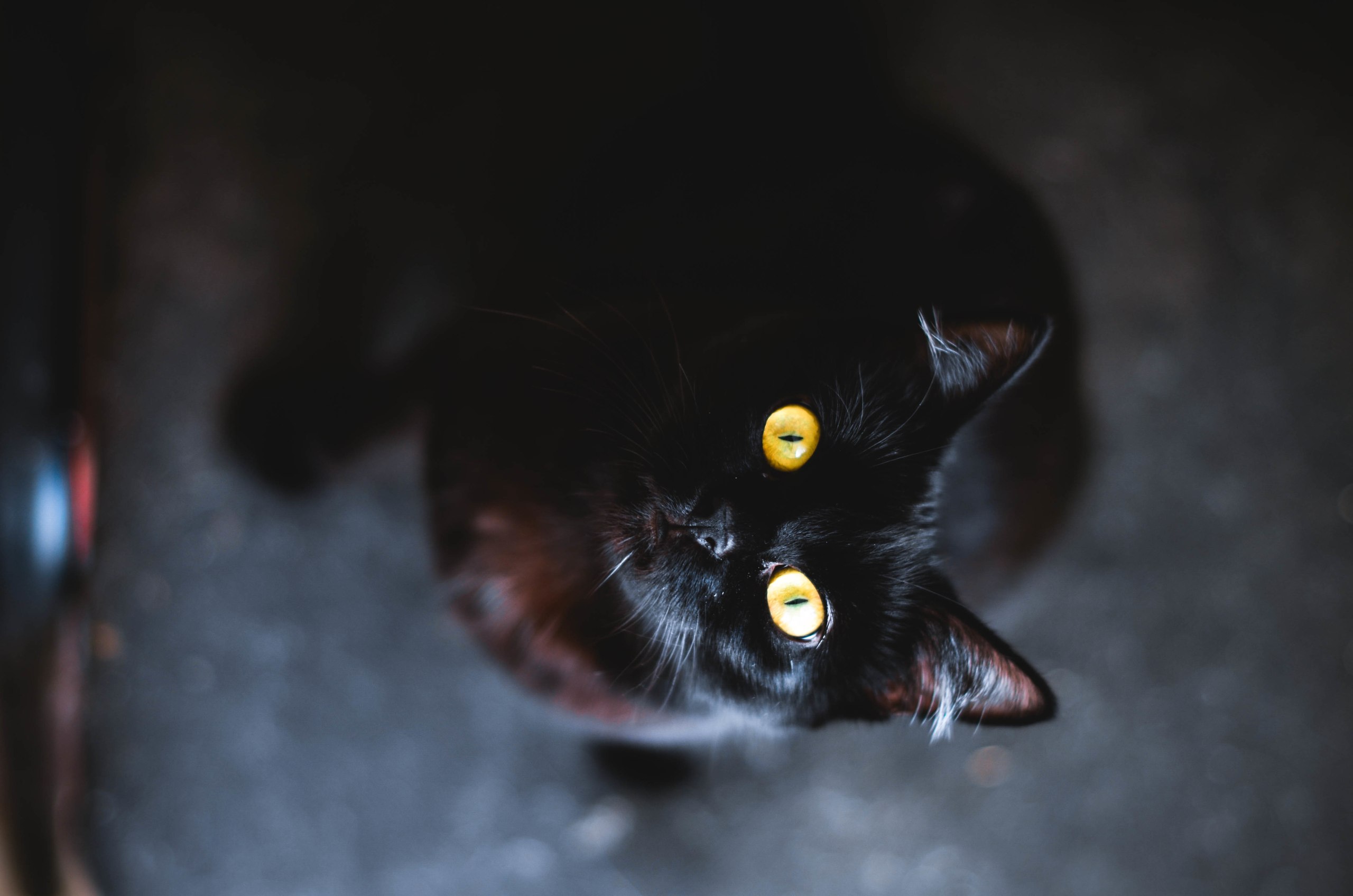 Кошачьи глаза в темноте