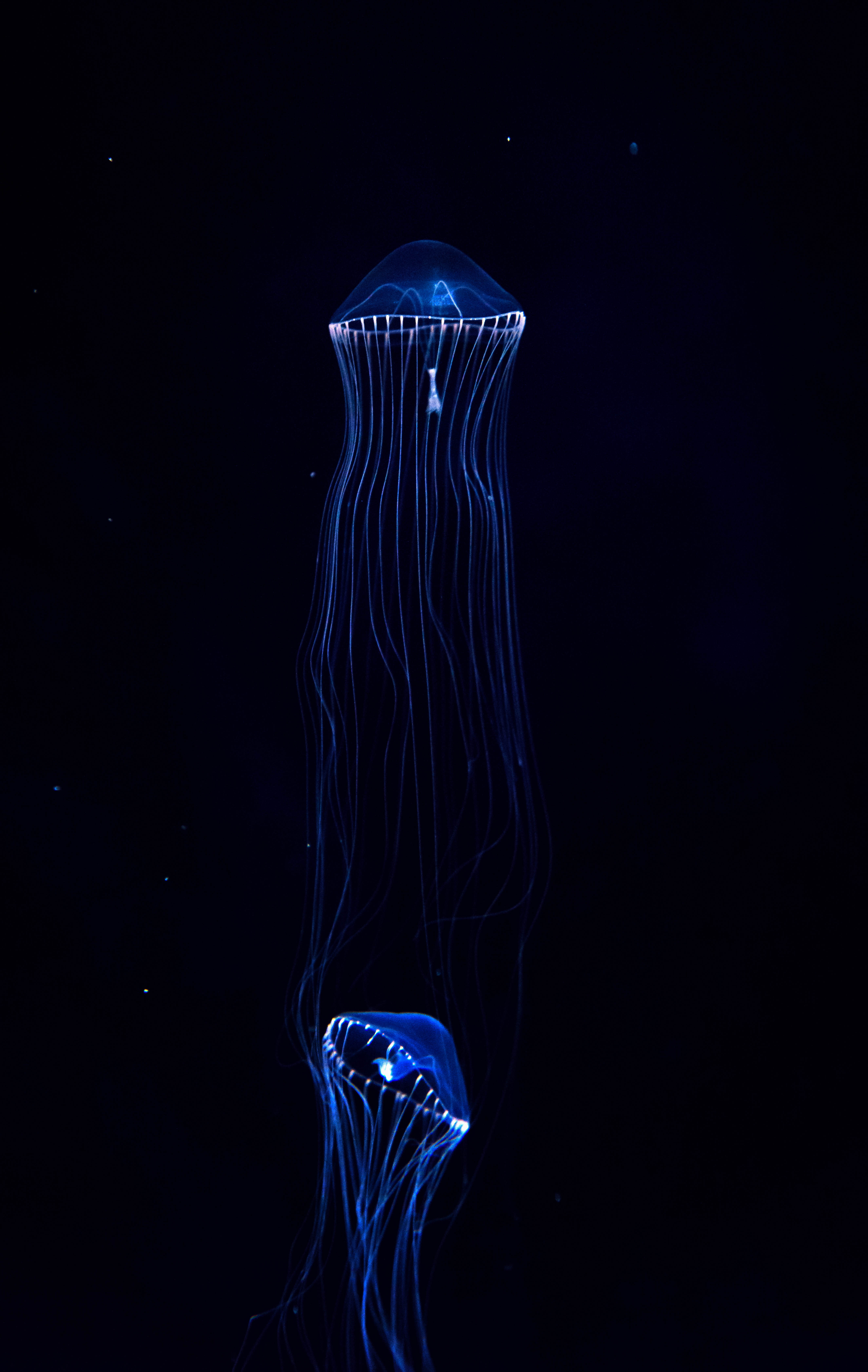 dark, tentacles, jellyfish, underwater world