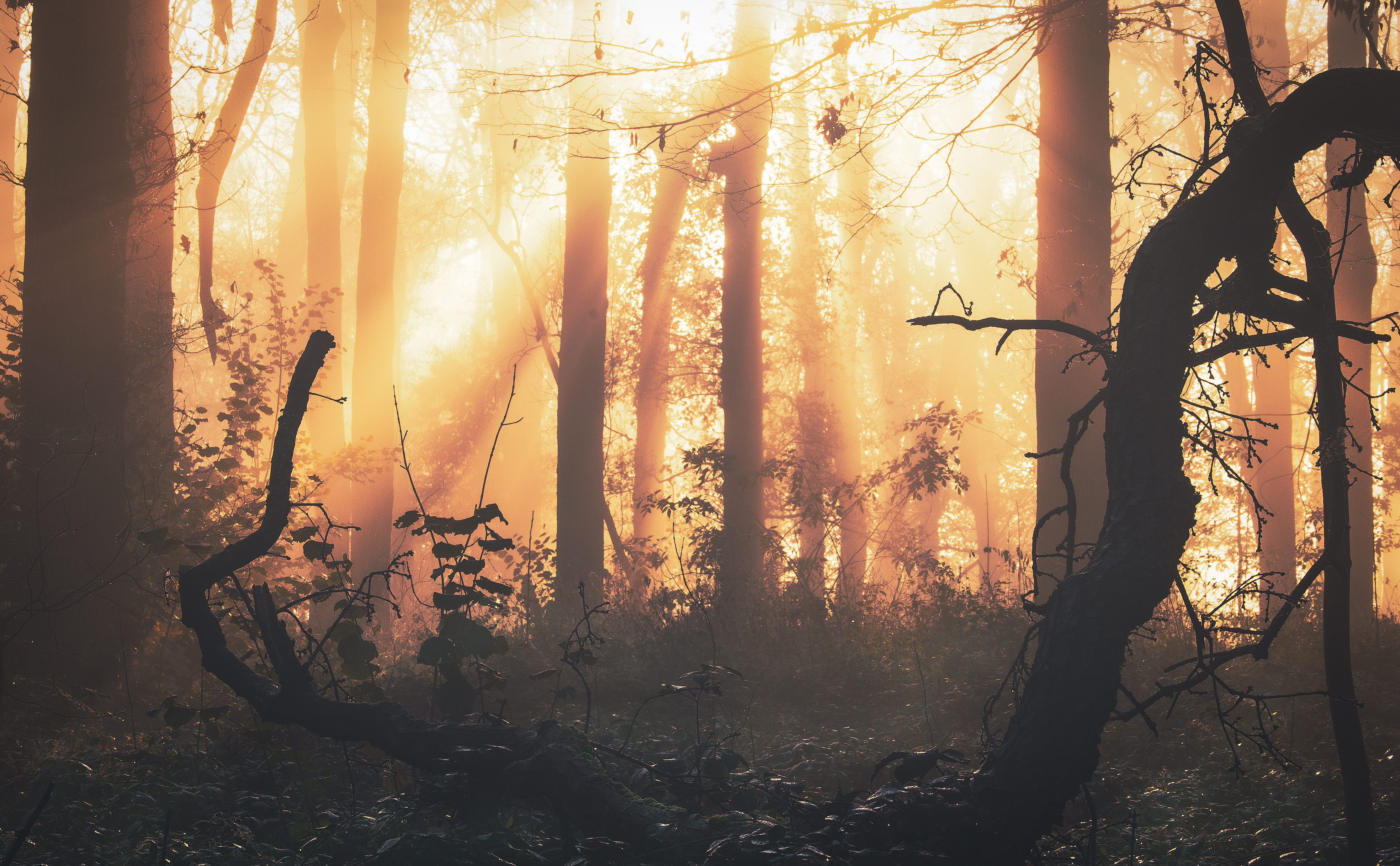 PCデスクトップに霧, 自然, 木, 森, 夜明け, 輝く, 光, 森林画像を無料でダウンロード