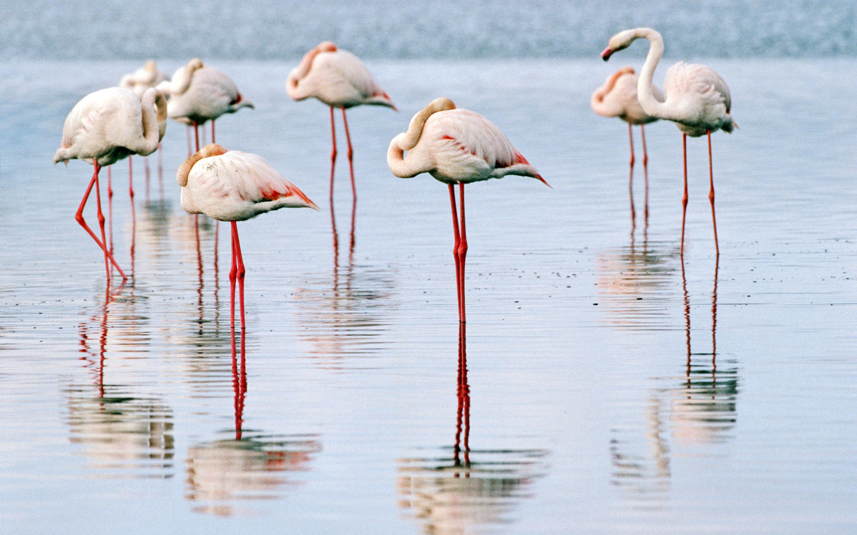 279408 Bildschirmschoner und Hintergrundbilder Flamingo auf Ihrem Telefon. Laden Sie  Bilder kostenlos herunter