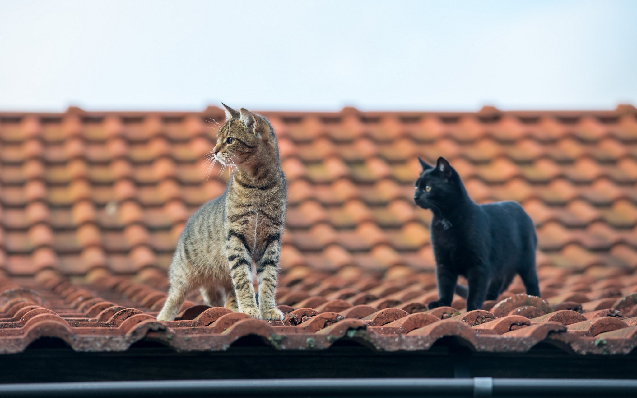 animal, cat, roof, cats