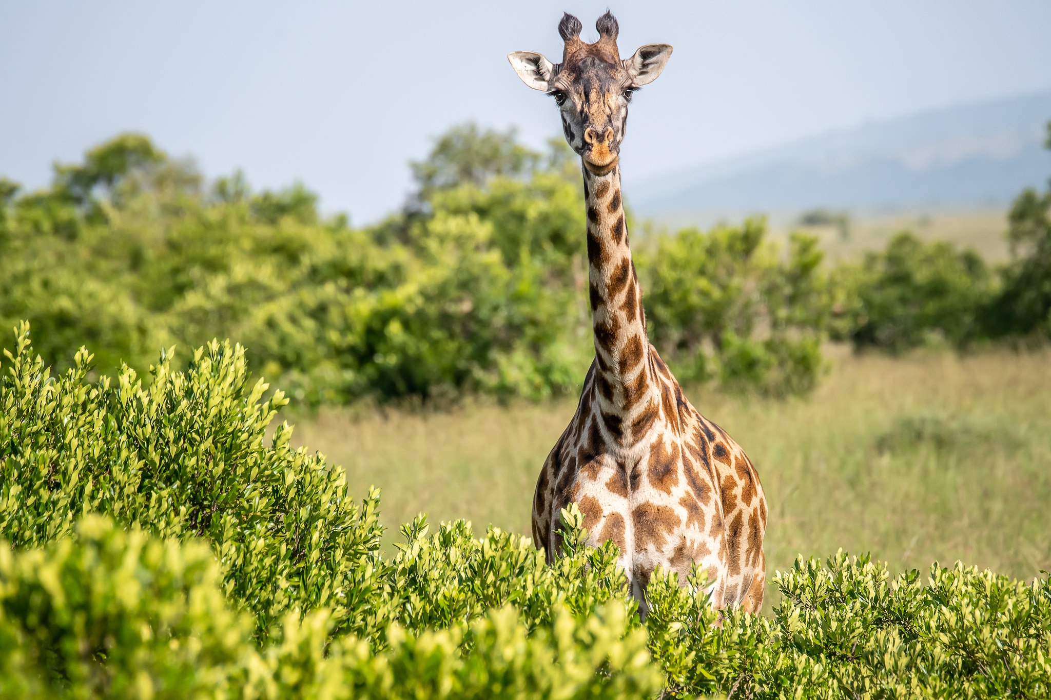 жираф фото животного в хорошем качестве