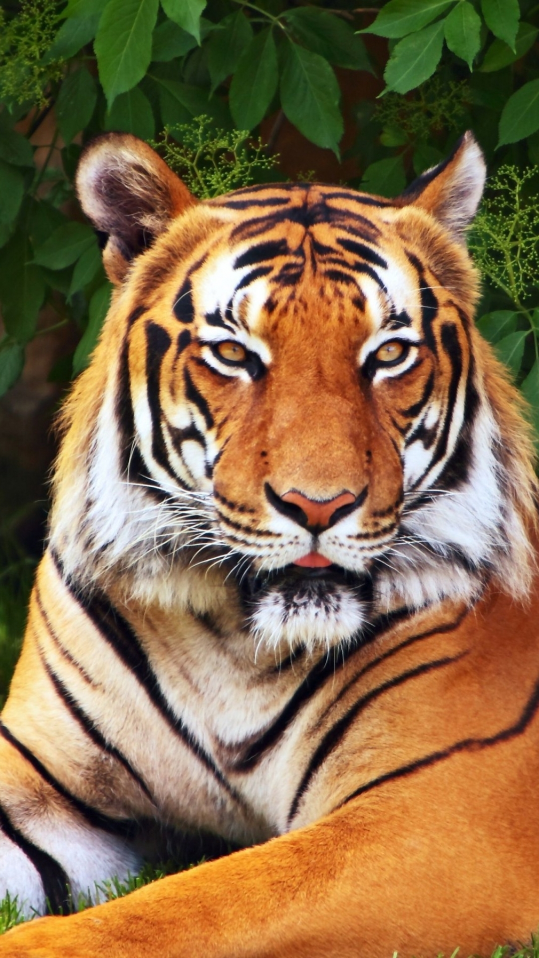 Colourful tiger Wallpapers Download  MobCup
