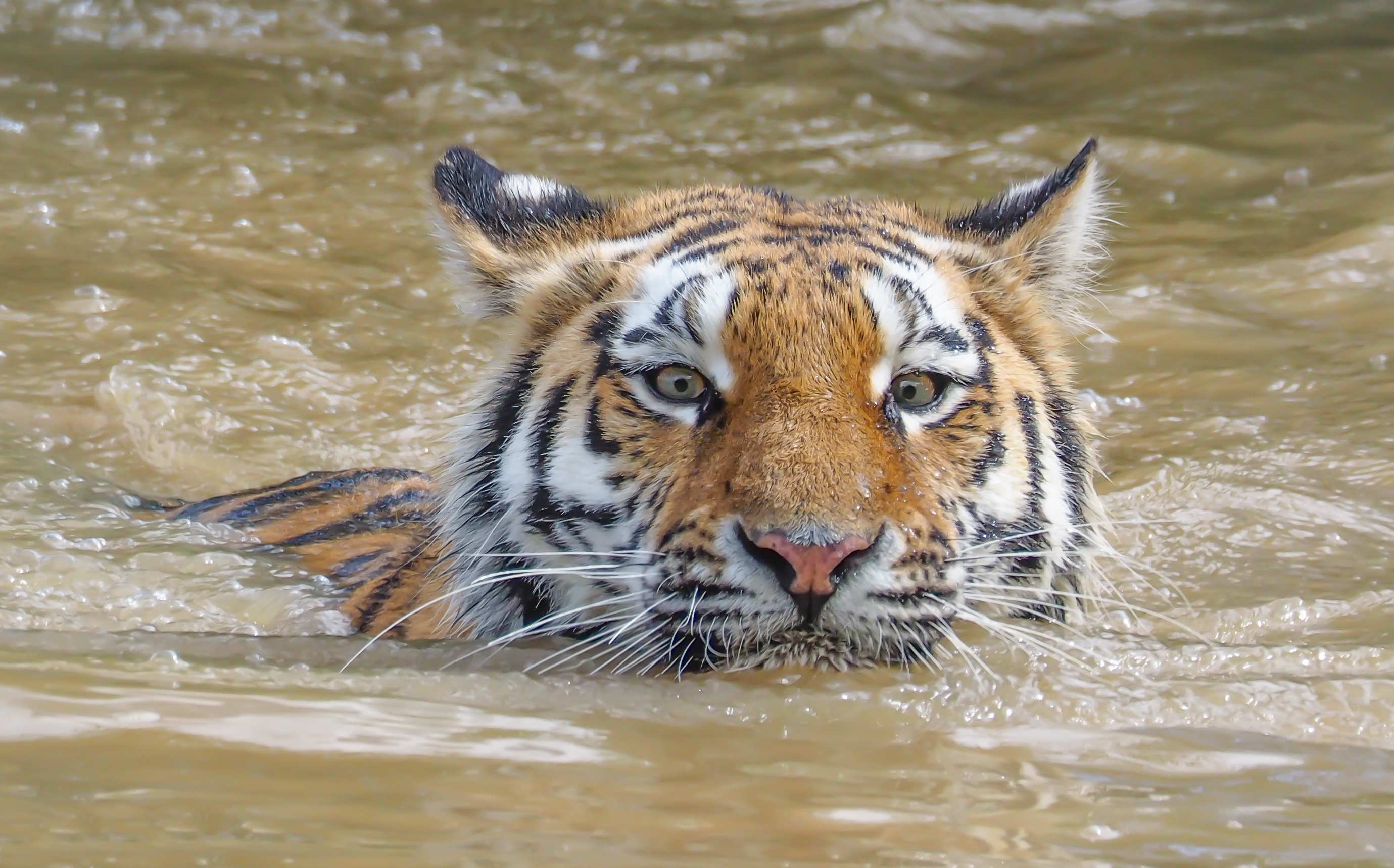 Амурский тигр в воде
