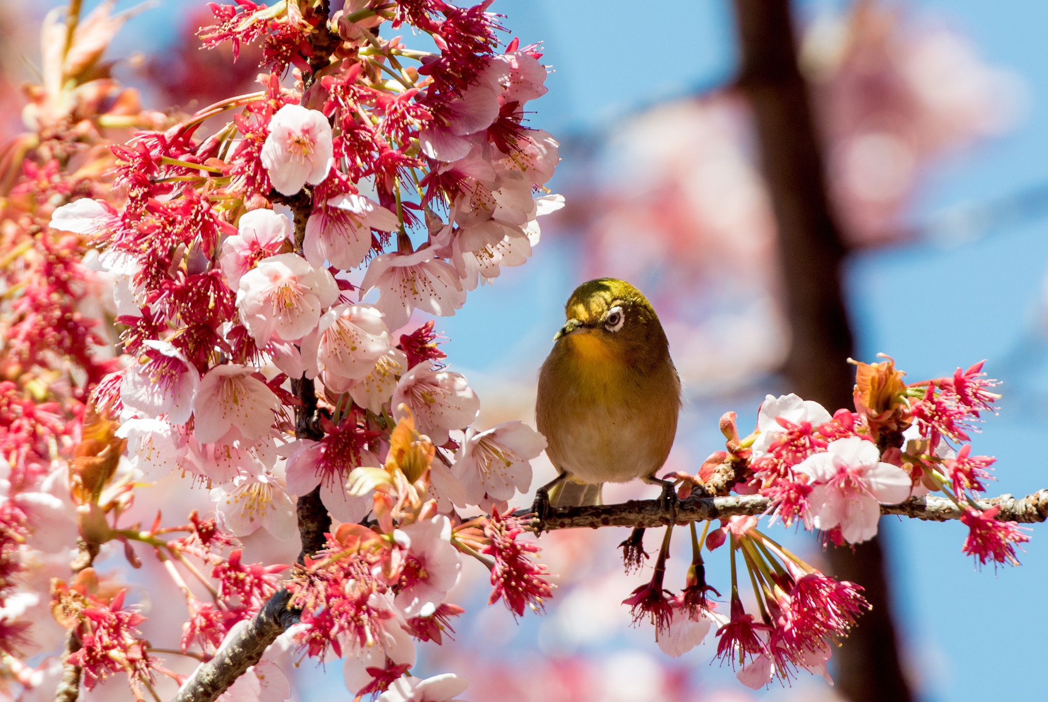 Птички на цветущих деревьях