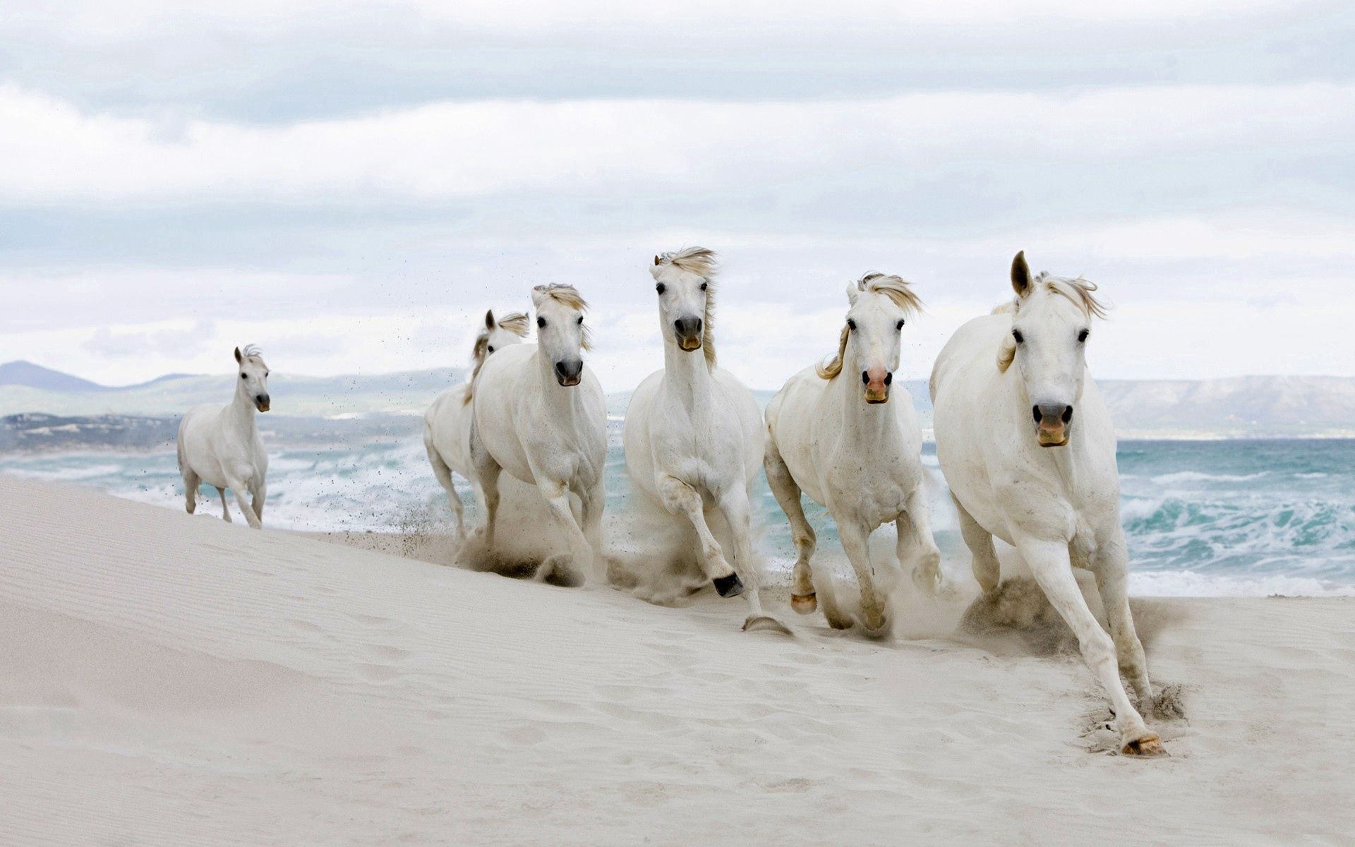 horses, animals, sand, shore, bank, herd Full HD