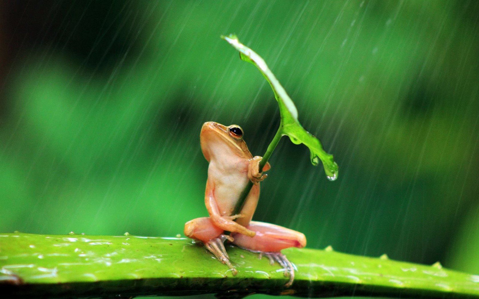 animal, tree frog, amphibian, frog, leaf, rain, frogs