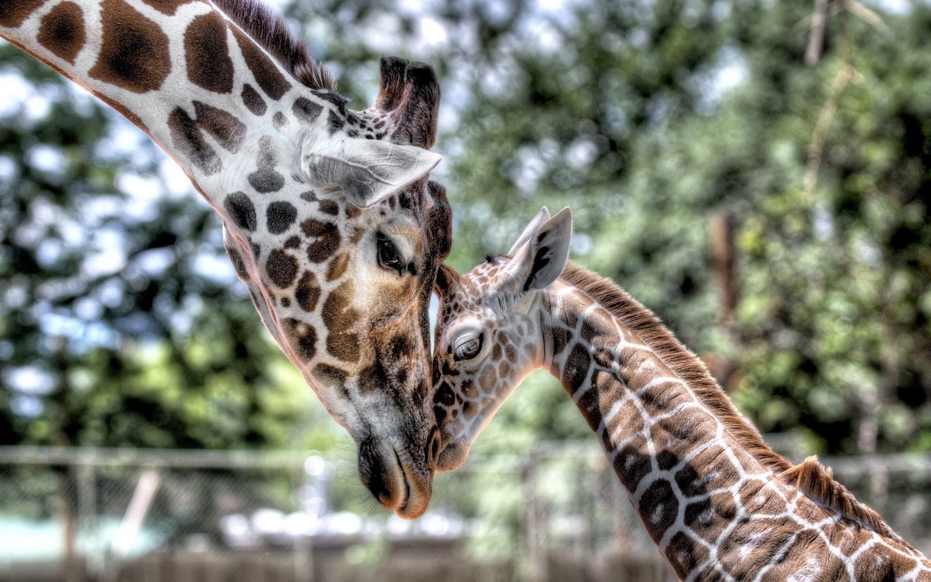 kid, mum, mummy, animals, young, tot, hdr, joey, tenderness, giraffe wallpapers for tablet