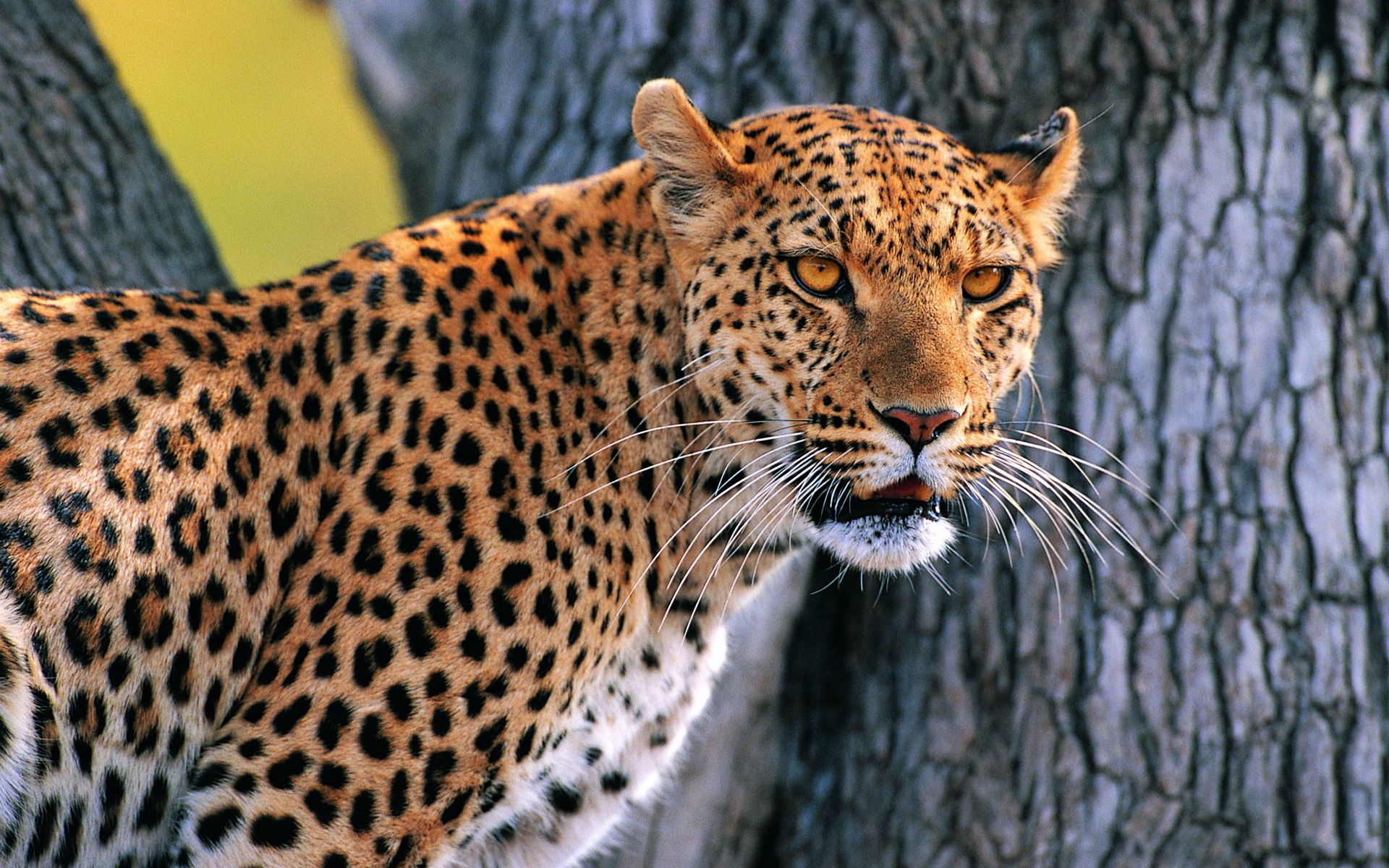 Handy-Wallpaper Leopard, Borke, Sieht, Sieht Aus, Tiere, Holz, Baum, Bellen kostenlos herunterladen.