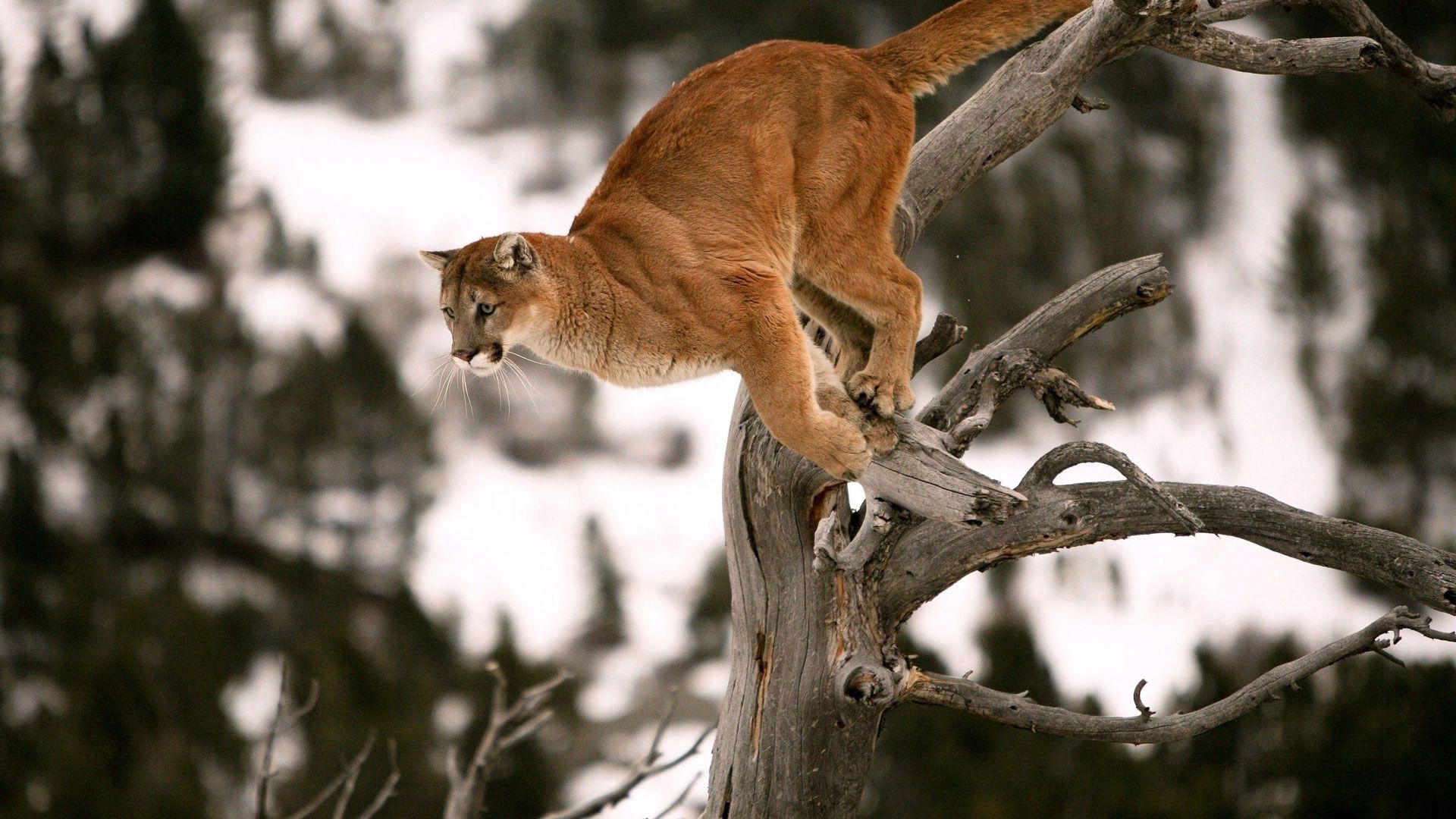 animals, puma, wood, tree, branches, bounce, jump, blurred background