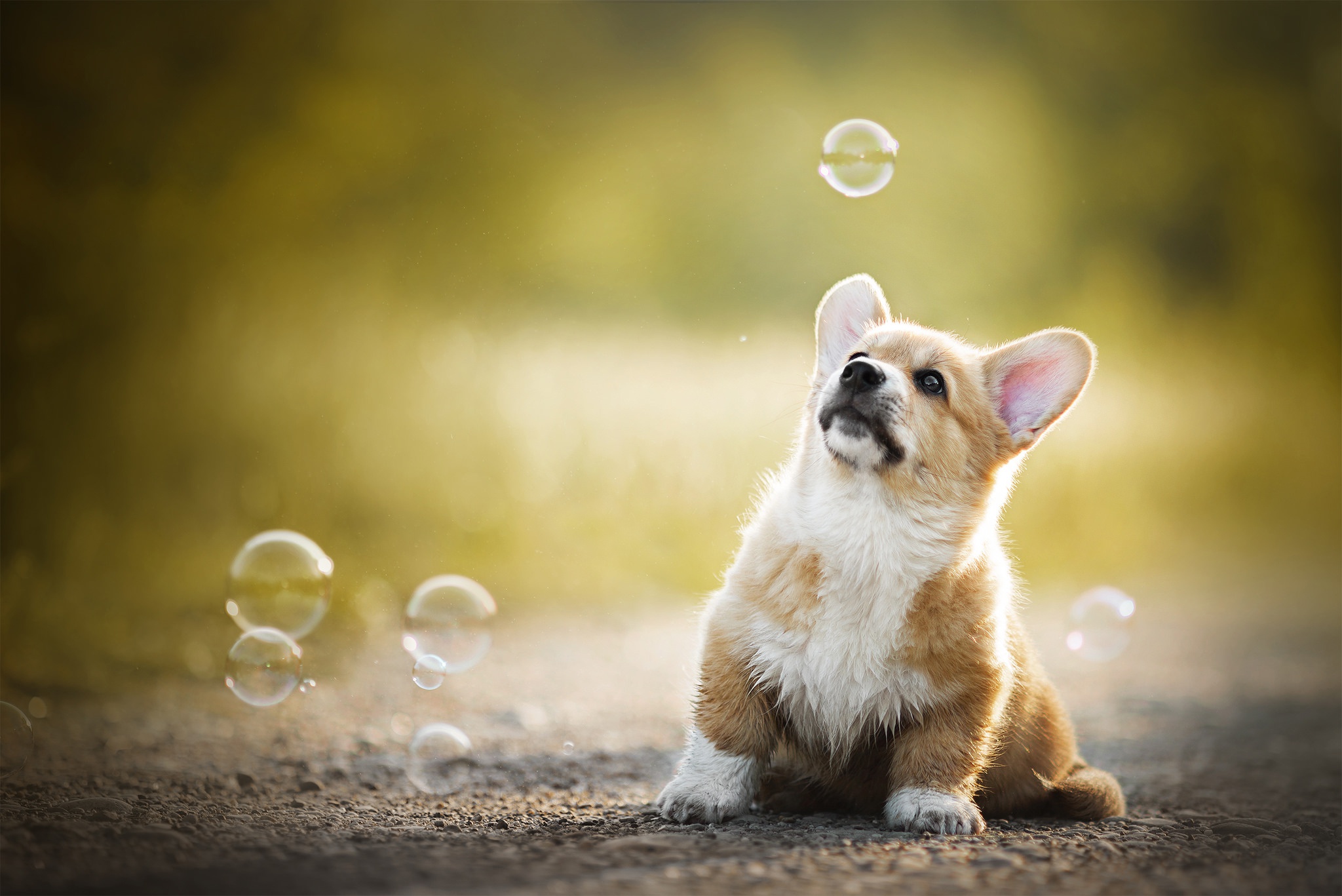 Собака и мыльные пузыри