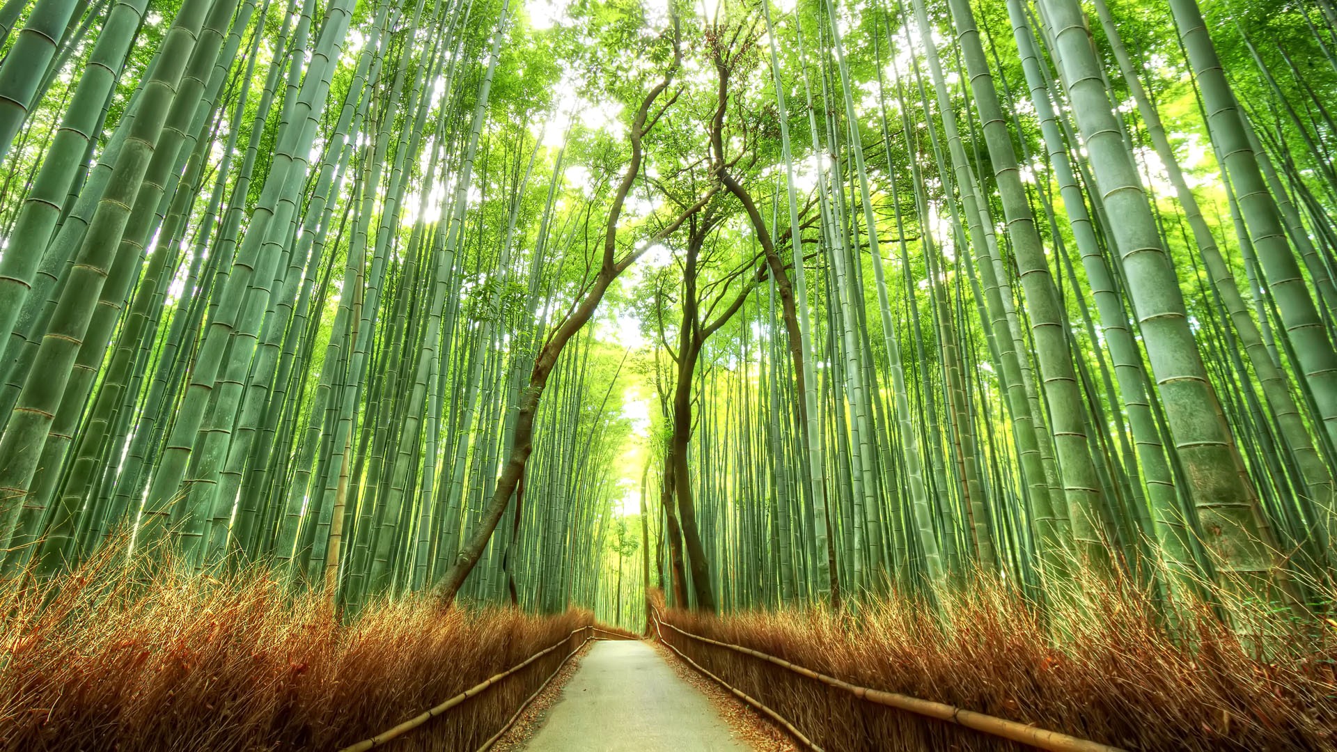 Бамбуковый лес Сагано (г.Киото)