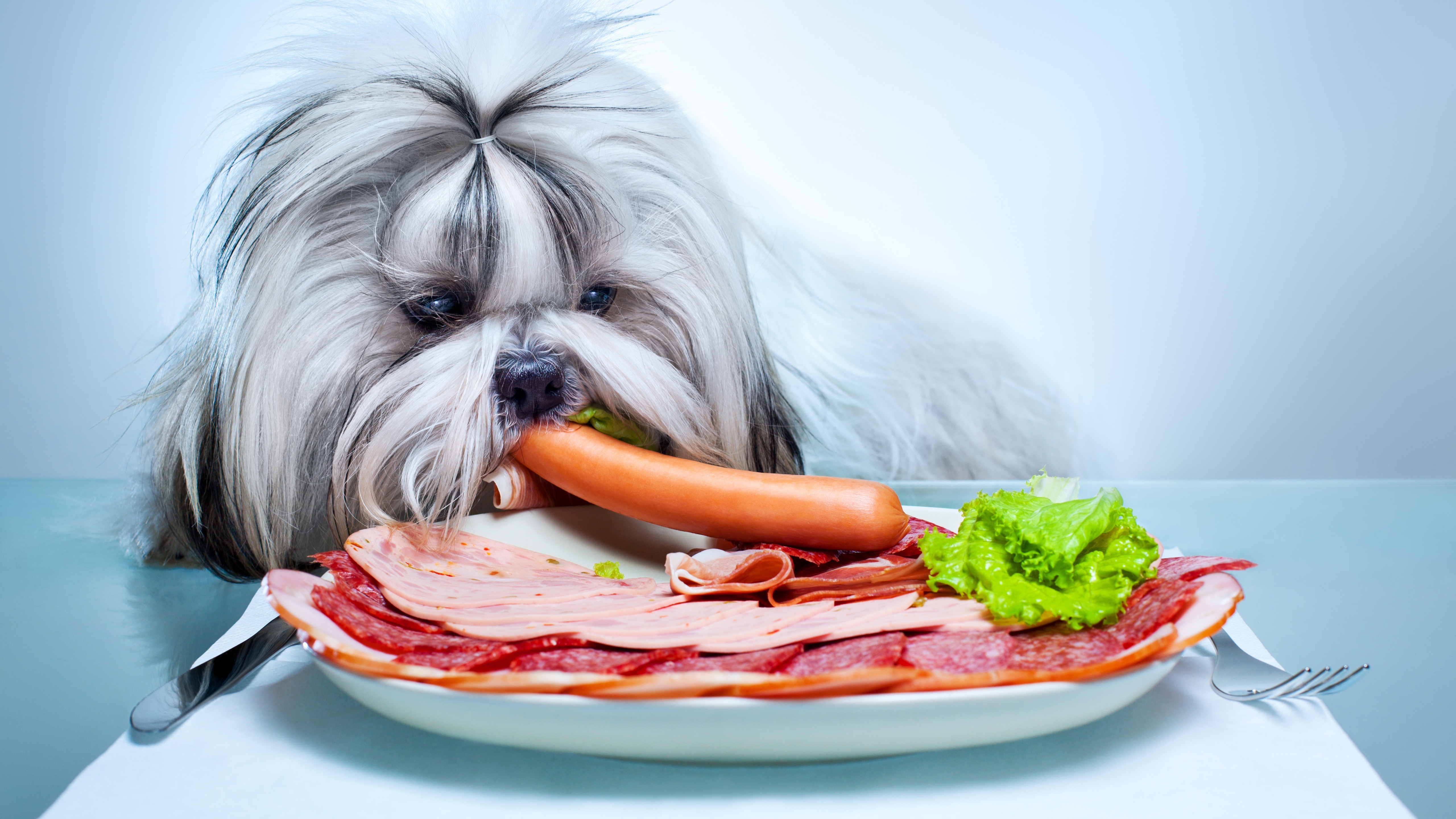 shih tzu, animal, dog, meat, sausage, dogs