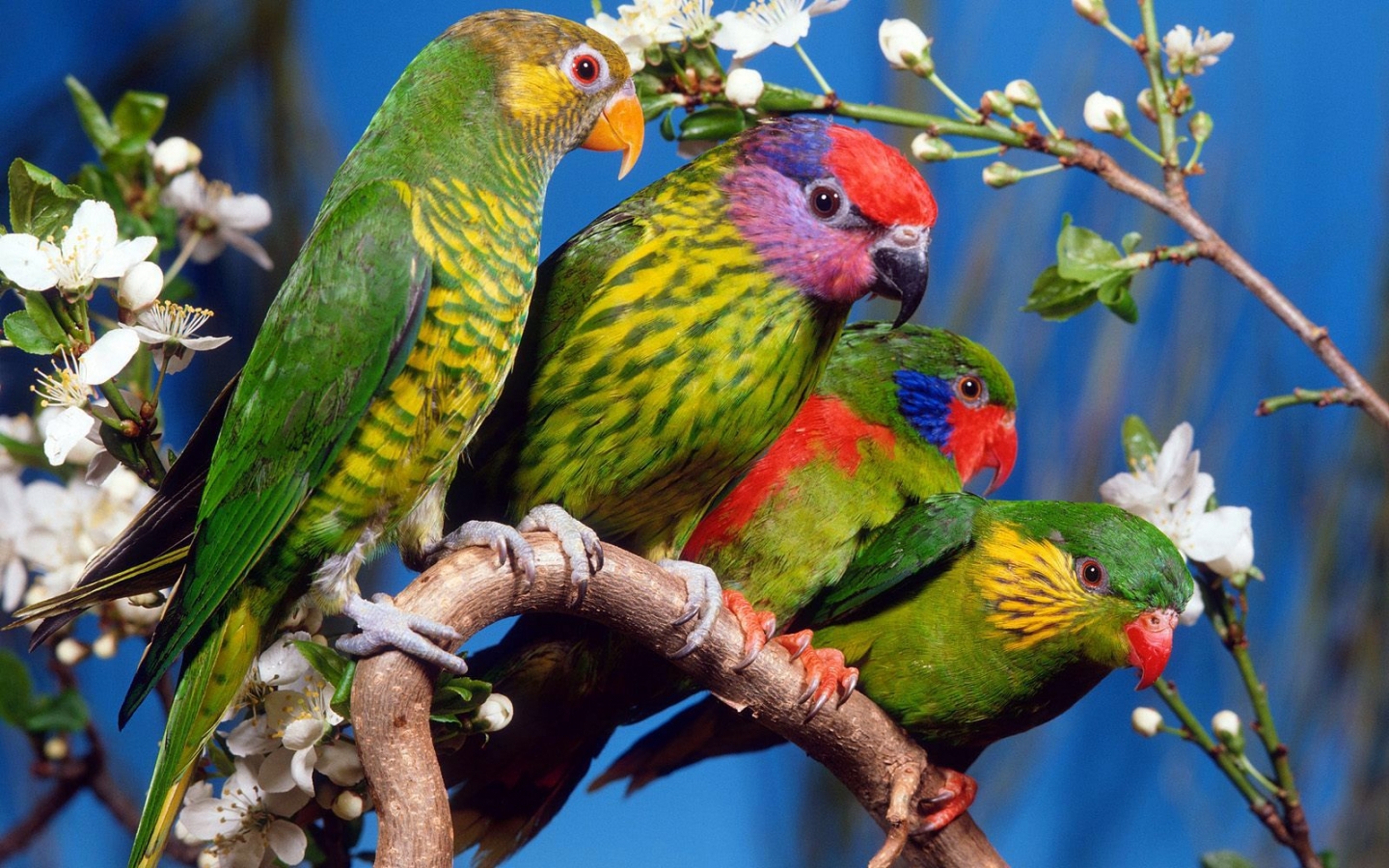 High Definition Parrots wallpaper