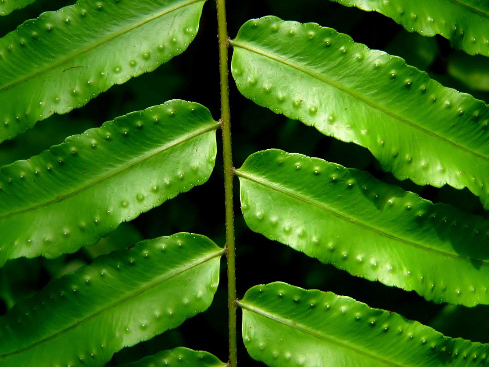 64089 free download Green wallpapers for phone,  Green images and screensavers for mobile