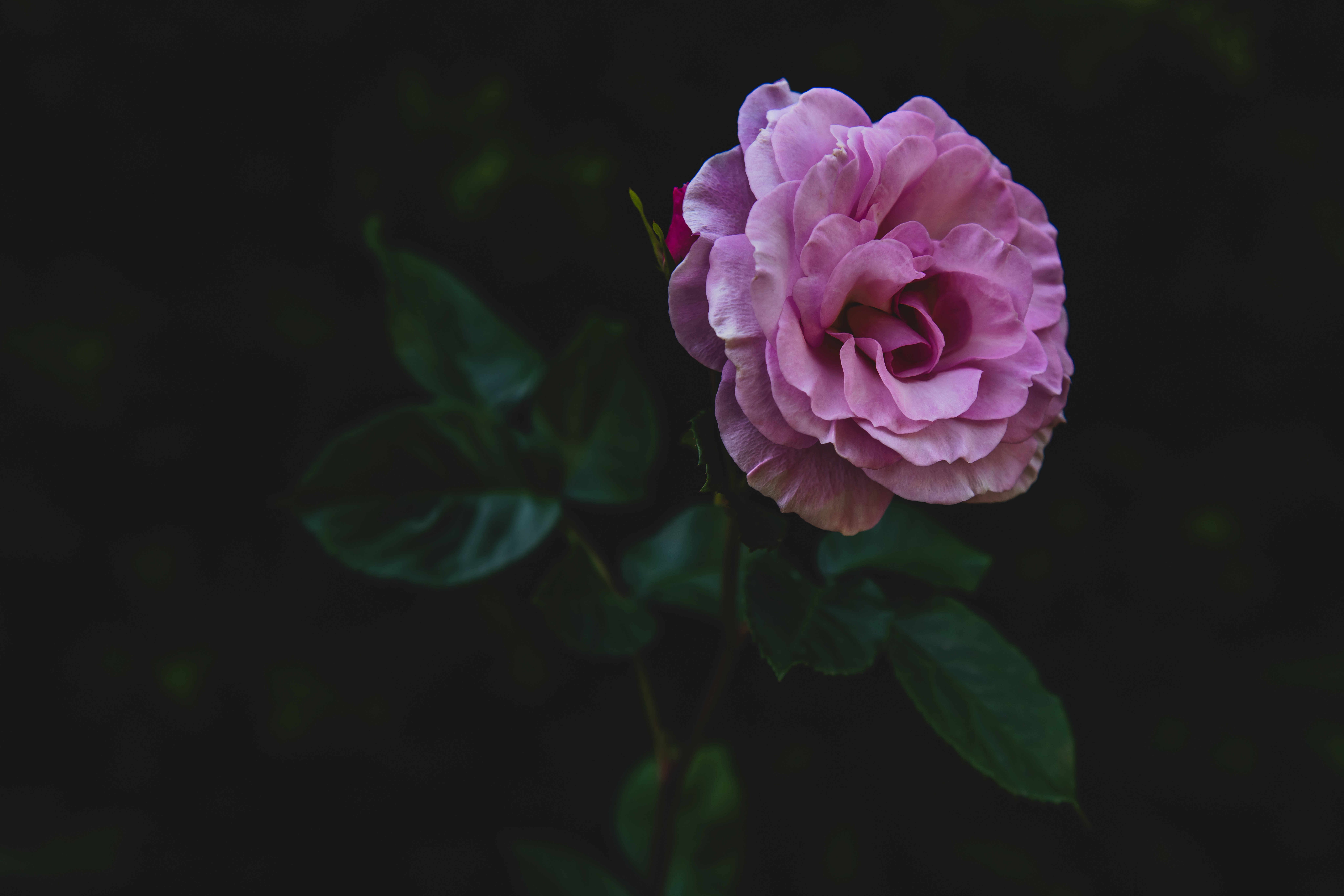 android bud, flowers, pink, rose flower, rose, petals, stalk, stem