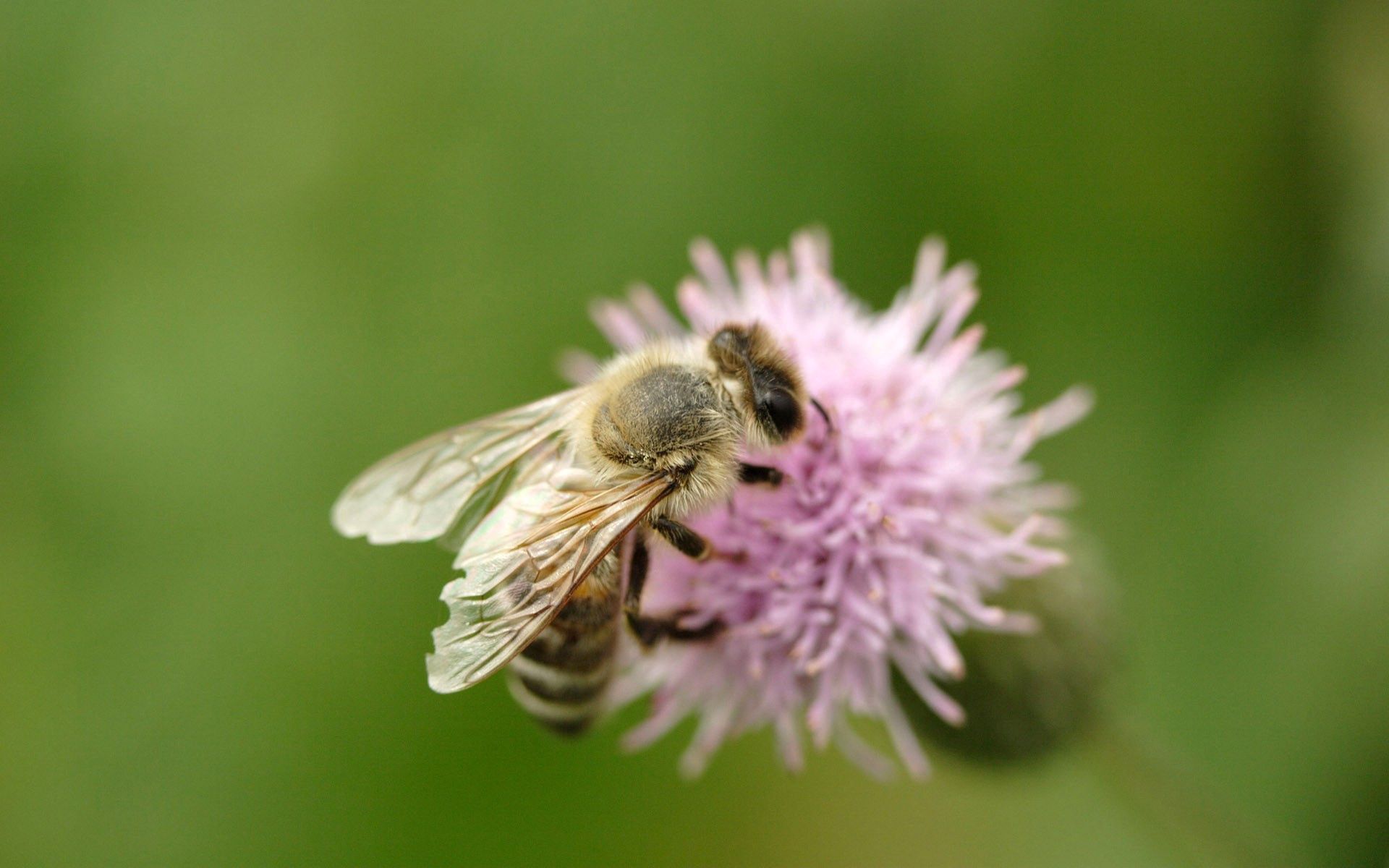 Laden Sie das Makro, Insekt, Flug, Biene, Blume-Bild kostenlos auf Ihren PC-Desktop herunter