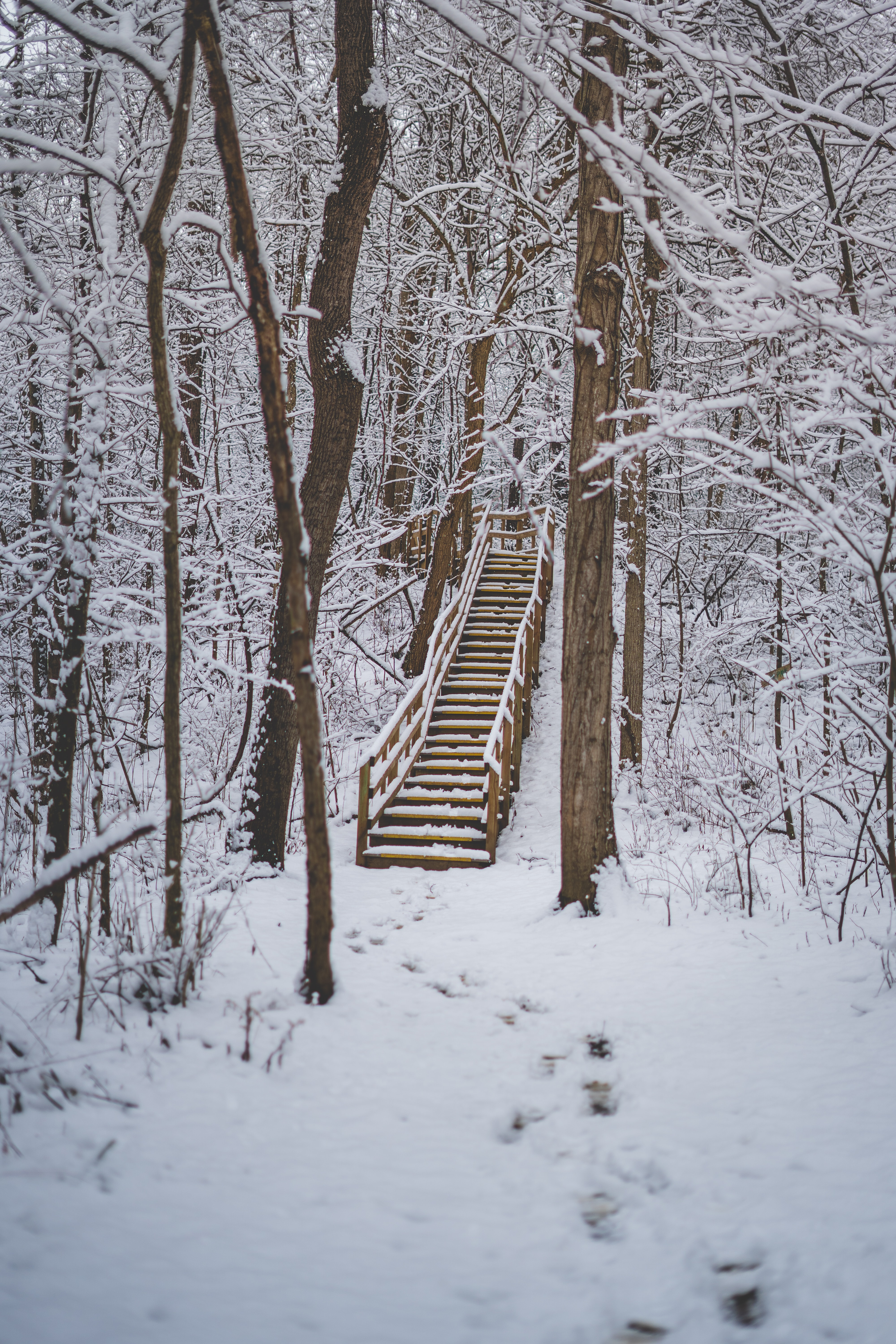 ladder, snow, nature, trees, forest, stairs