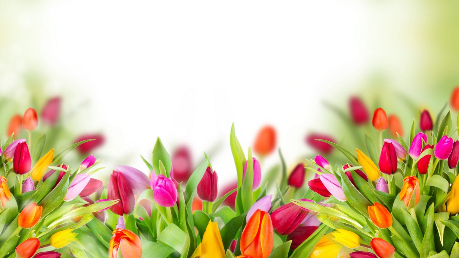 tulip flower wallpaper for desktop