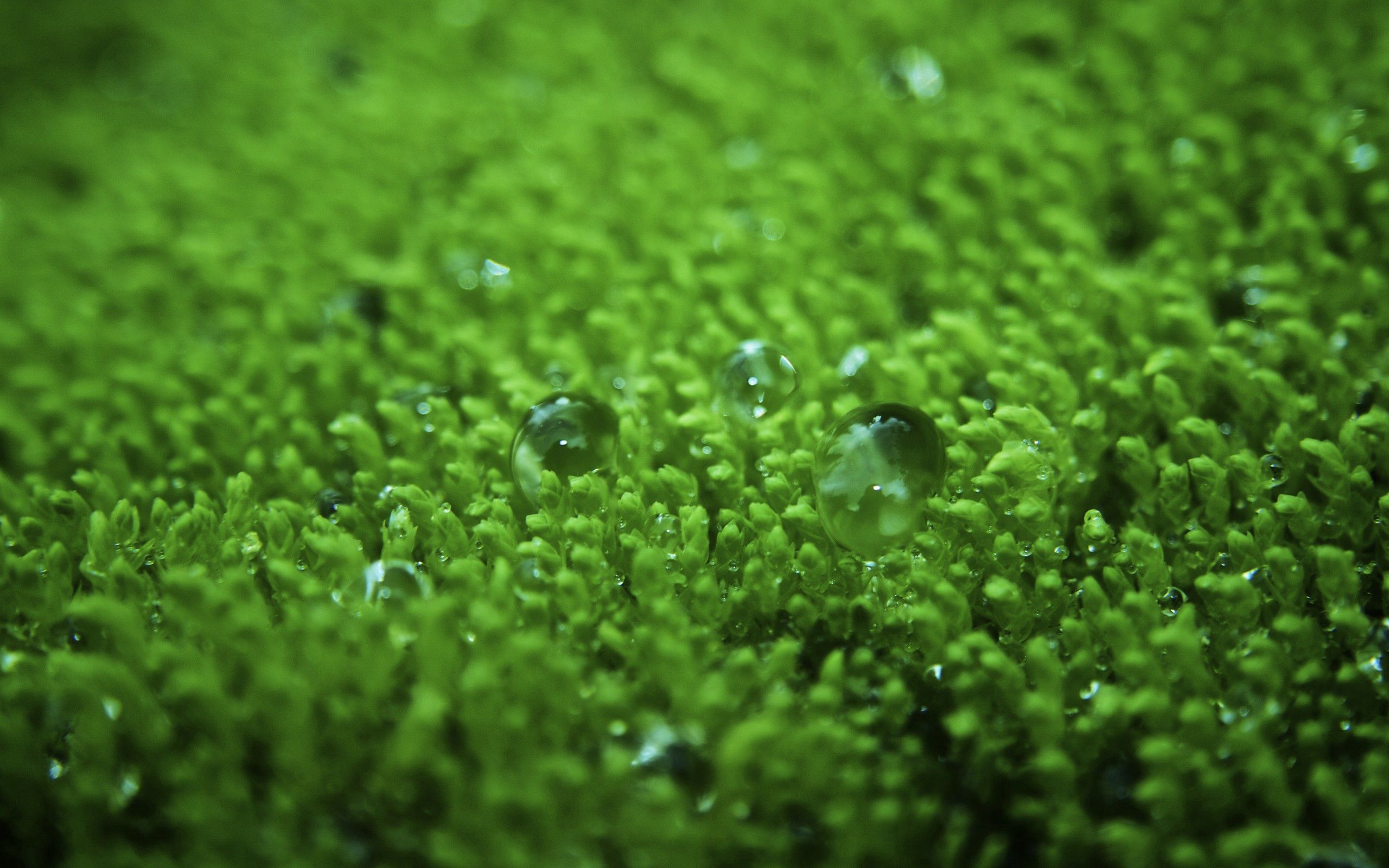 Download mobile wallpaper Macro, Grass, Lawn, Drops, Surface, Bubbles for free.