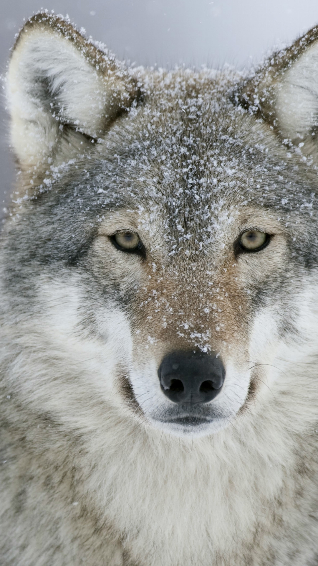 1117958 baixar papel de parede lobo cinza, animais, neve, lobo, lobos - protetores de tela e imagens gratuitamente
