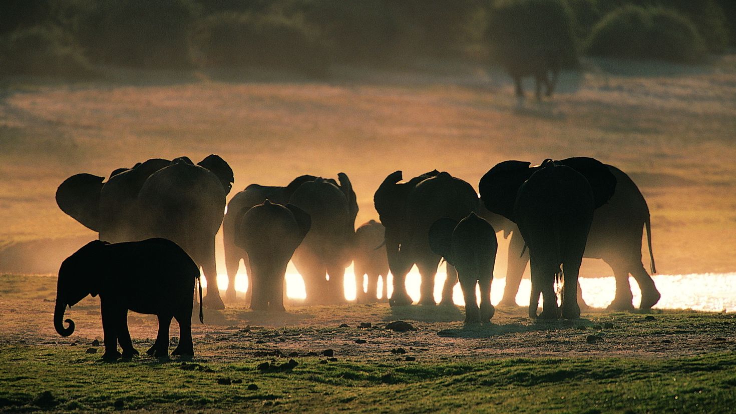 Слоновье стадо. Популяция животных. Слоны. Стая слонов. Слоны на водопое.