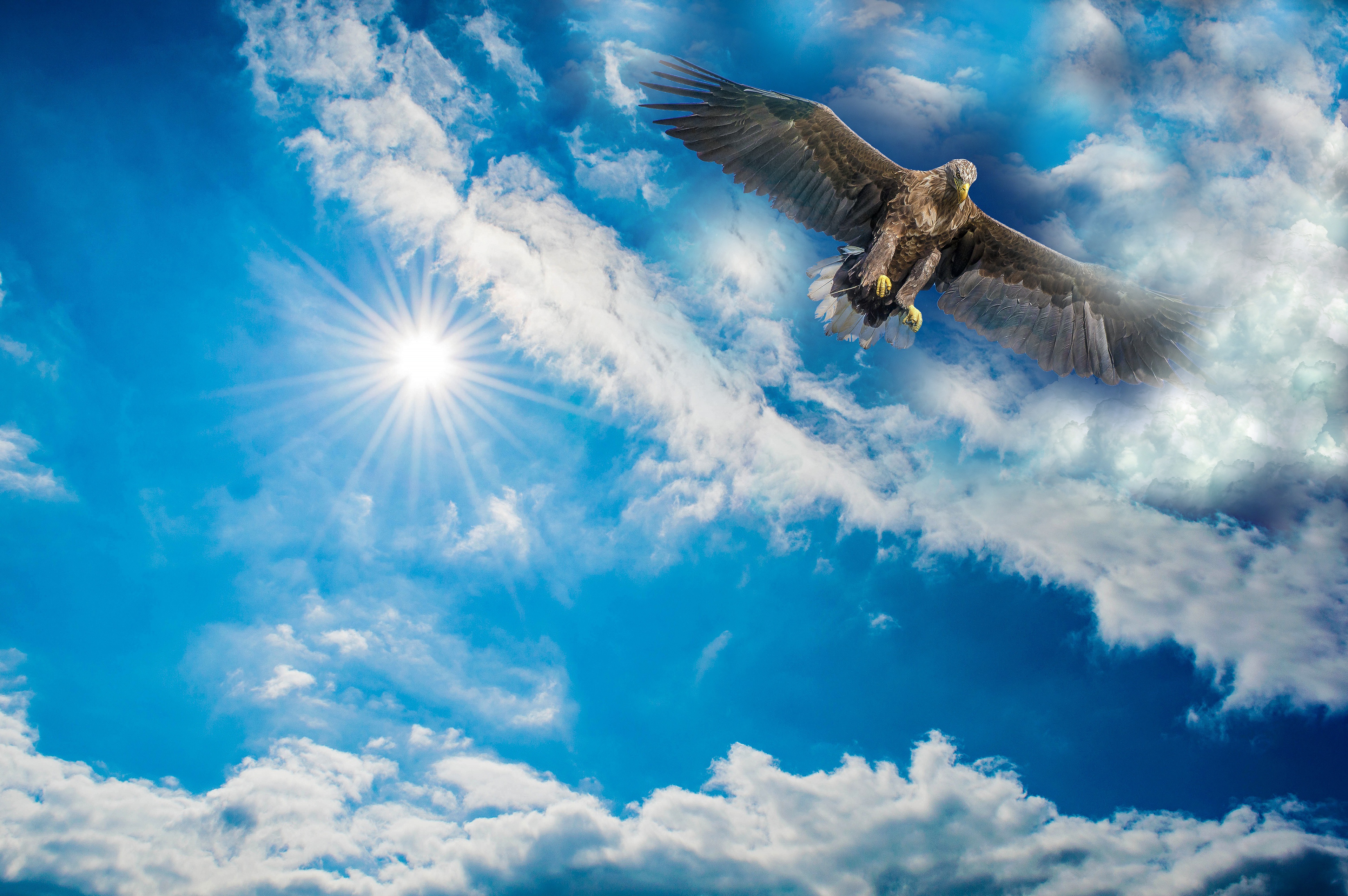 Download mobile wallpaper Birds, Sky, Bird, Animal, Wings, Eagle, Cloud for free.