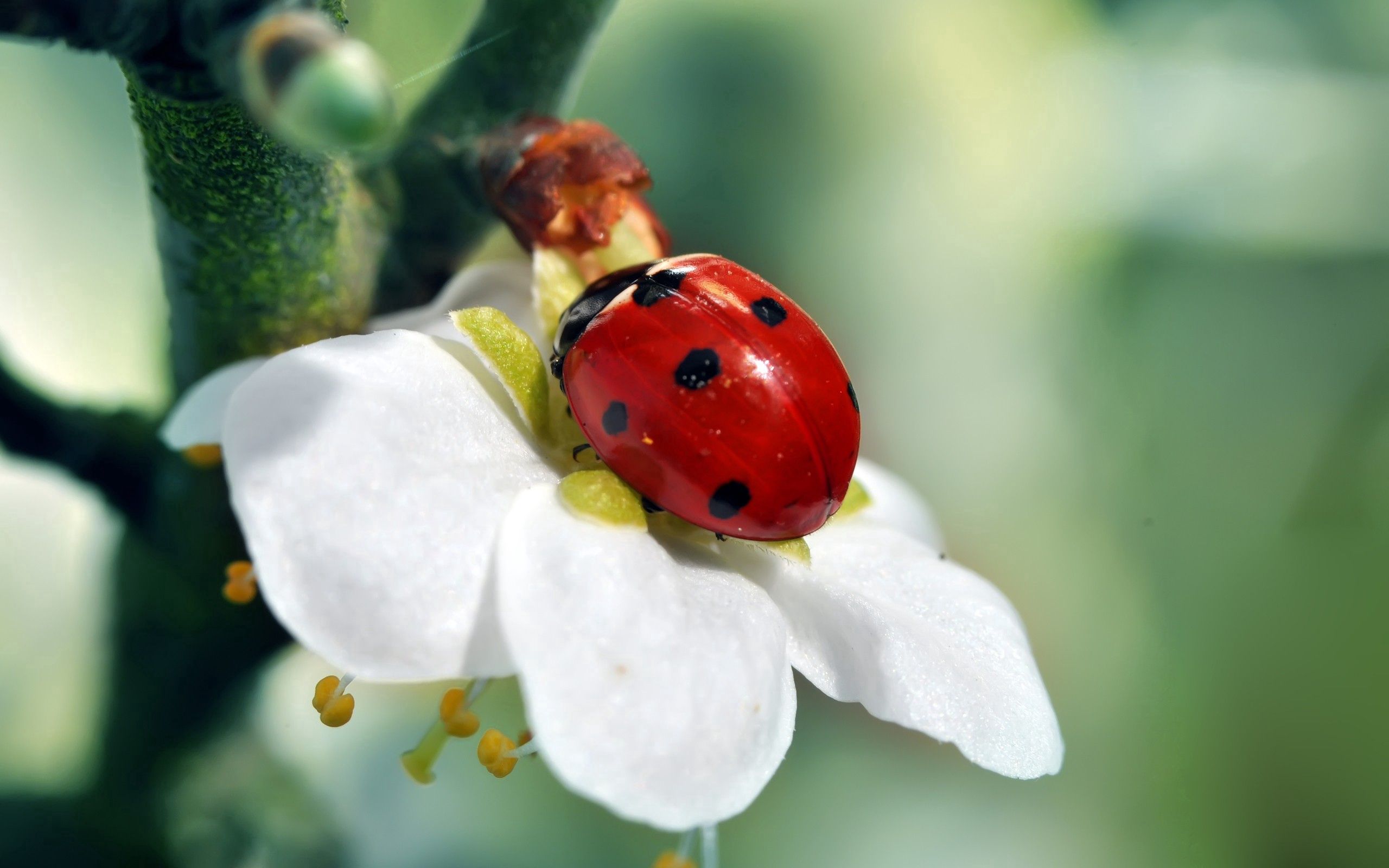 flower, macro, petals, ladybug, ladybird Smartphone Background