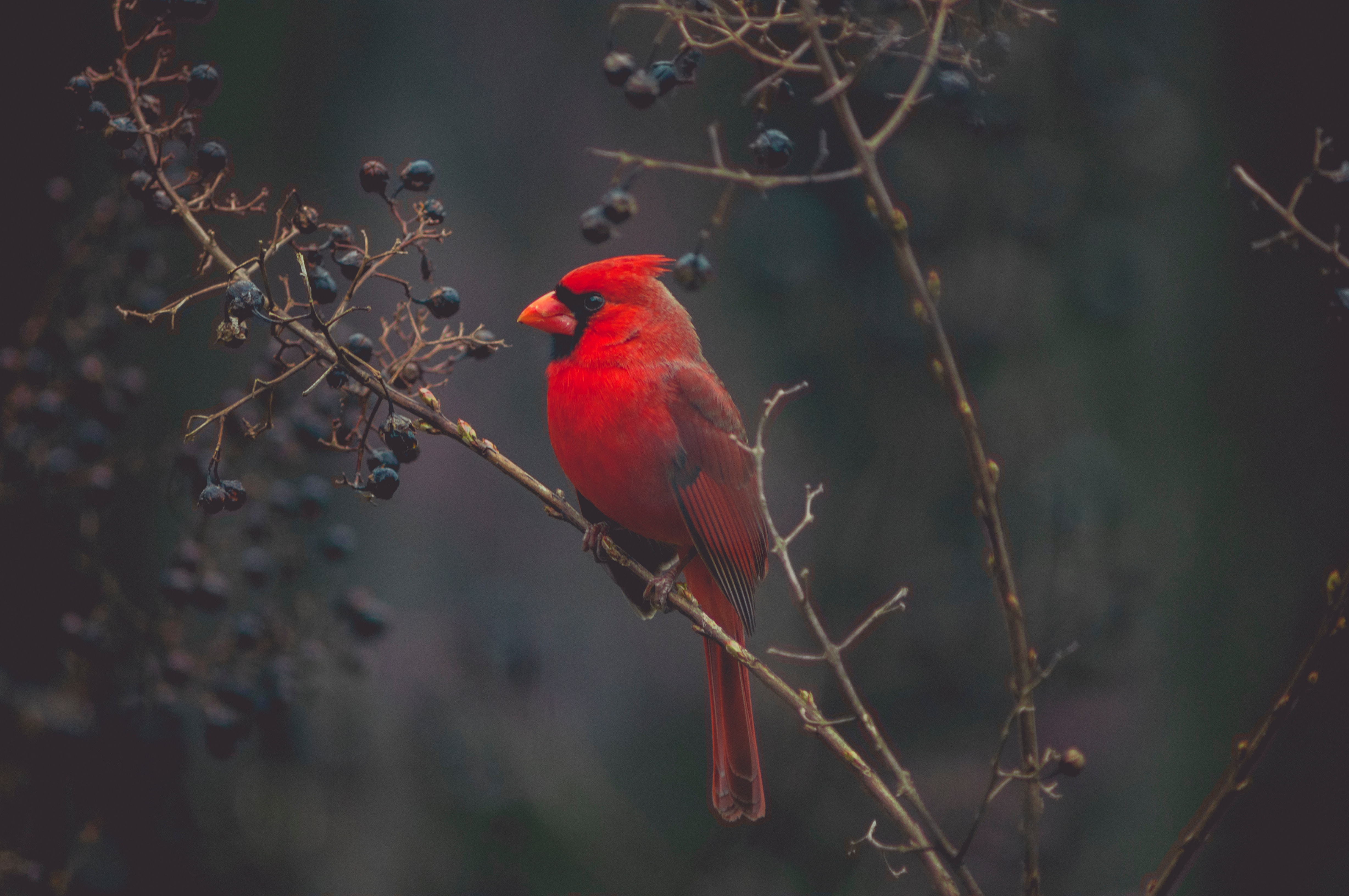 bird, animals, red, branch, cardinal Full HD