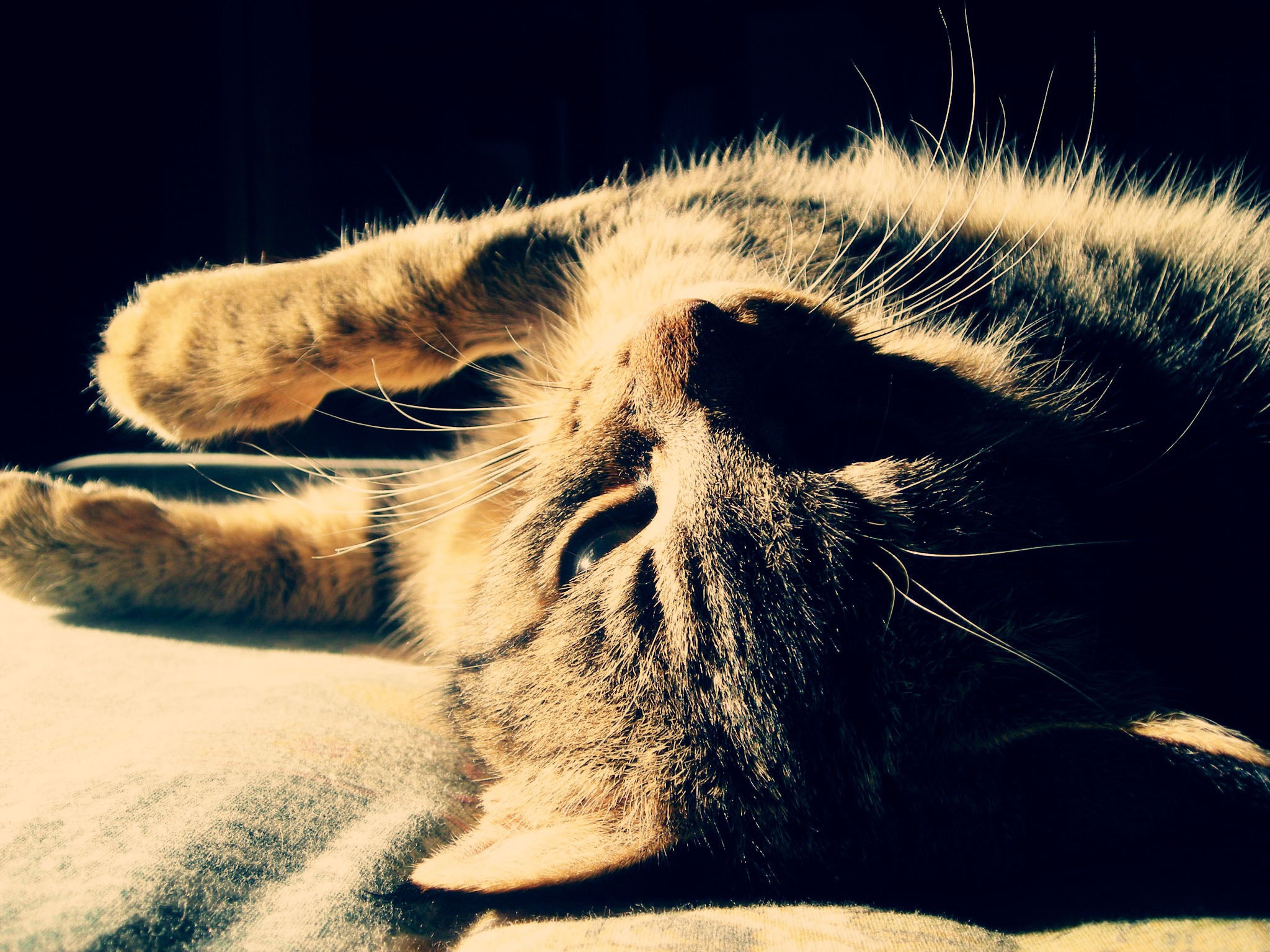 Download mobile wallpaper Lie, To Lie Down, Dream, Striped, Sleep, Cat, Animals, Shadow for free.