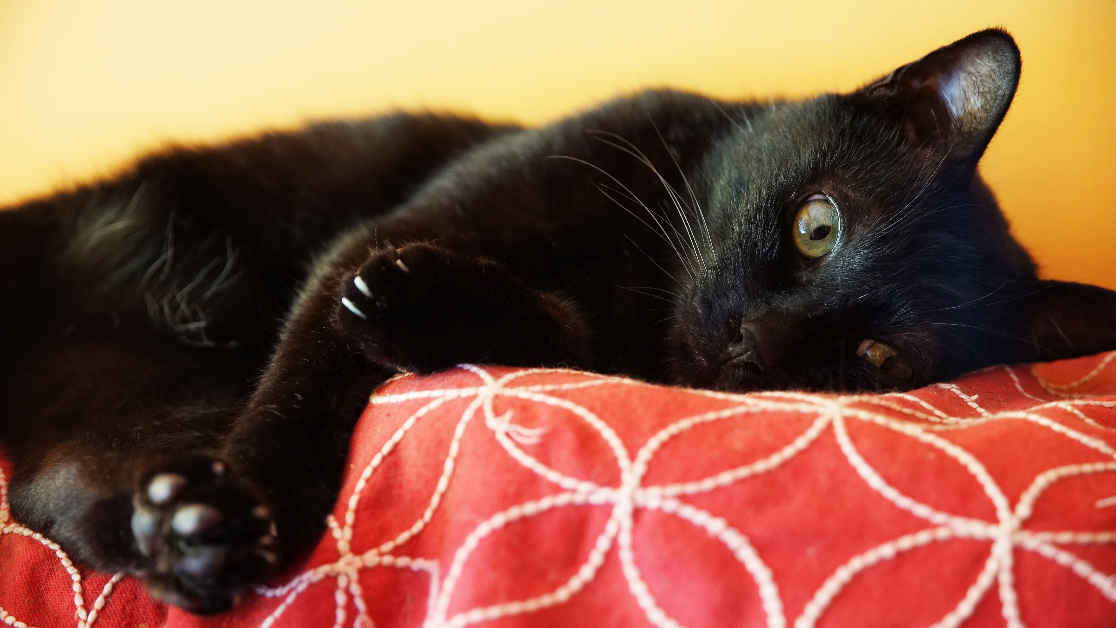 Лапка черного кота. Лапа черного кота. Черная лапка кота. Черная кошка с лапой. Кошачьи лапы черного кота.