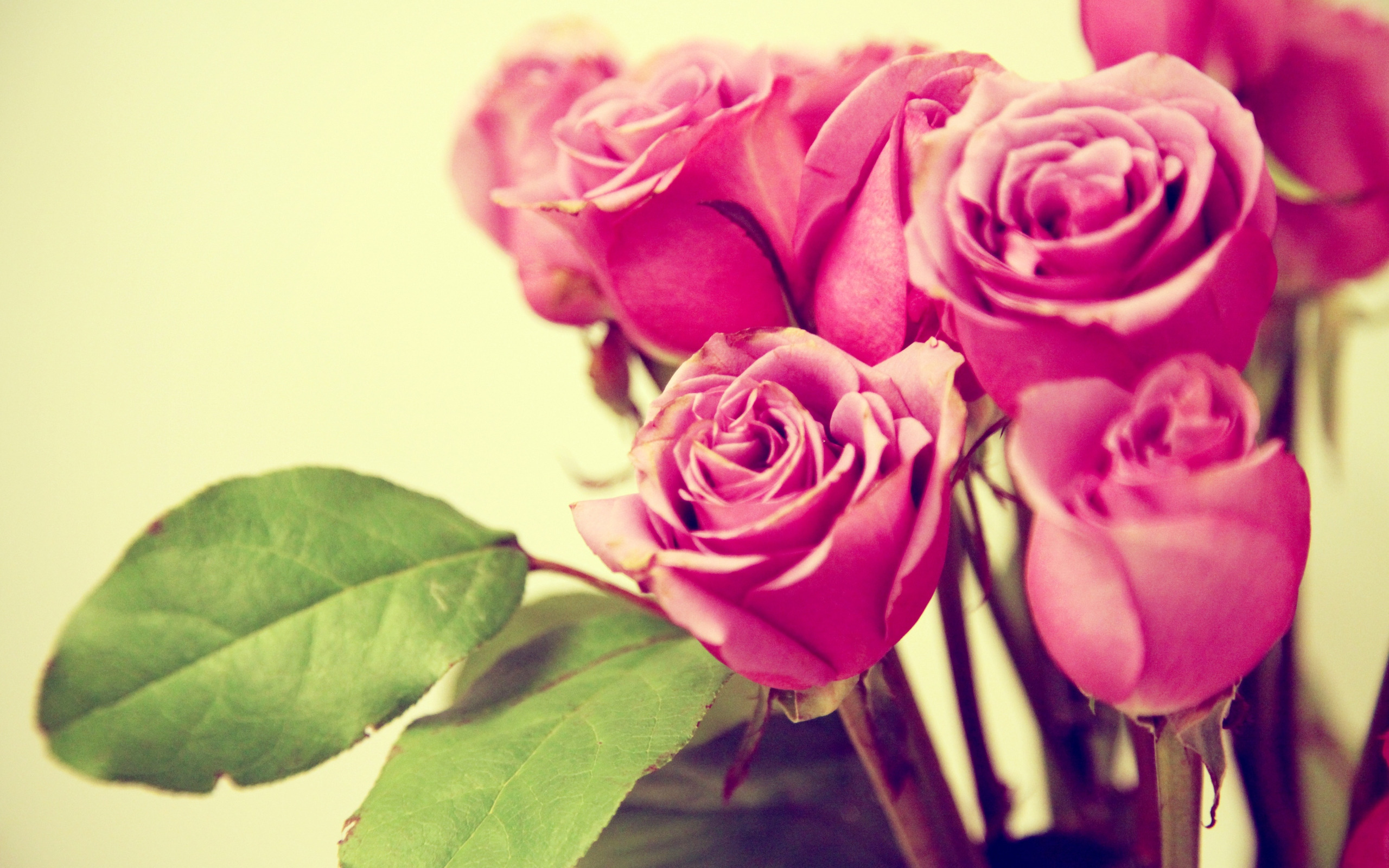 earth, rose, flower, pink rose, flowers