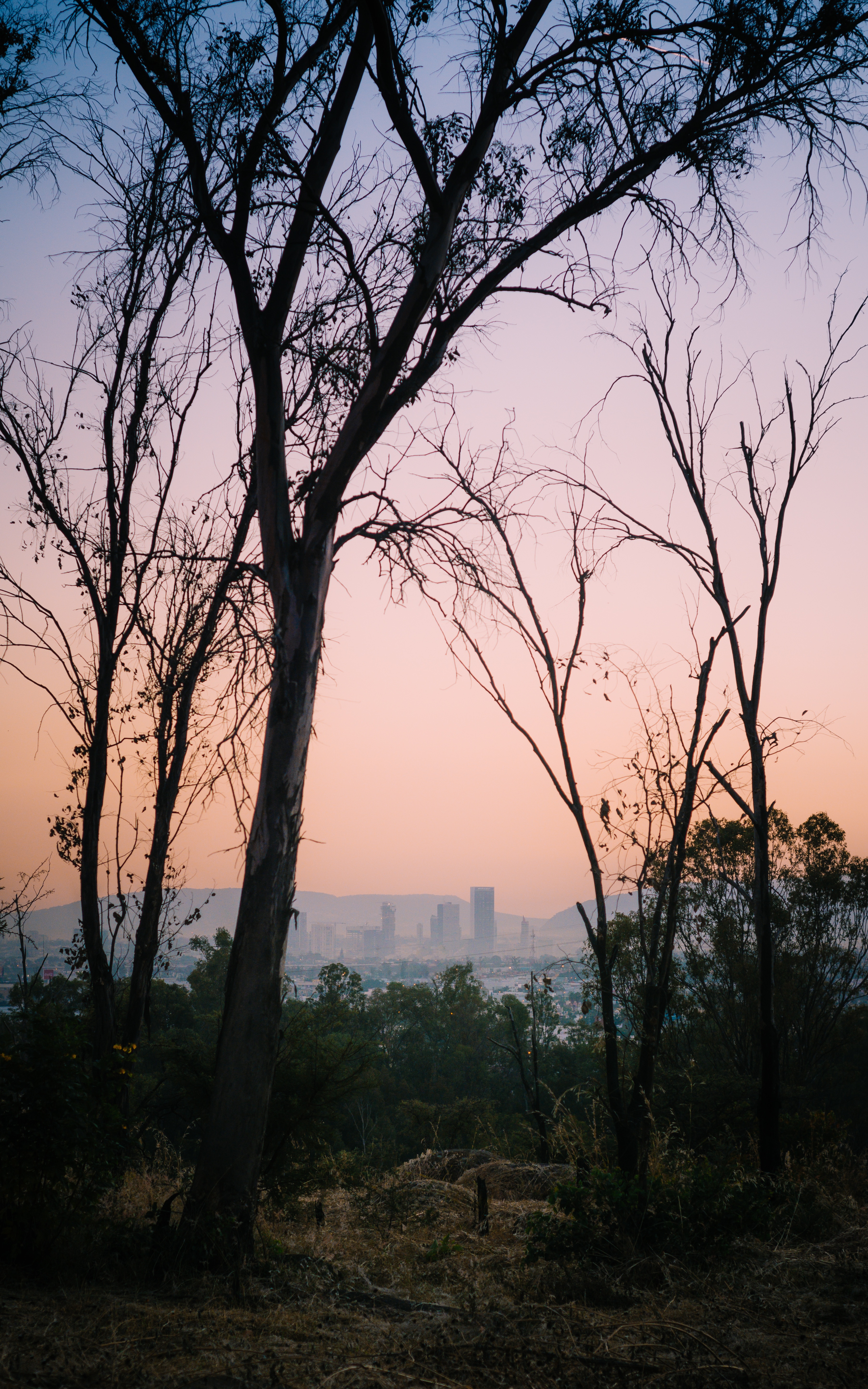 android city, nature, trees, dawn, mexico