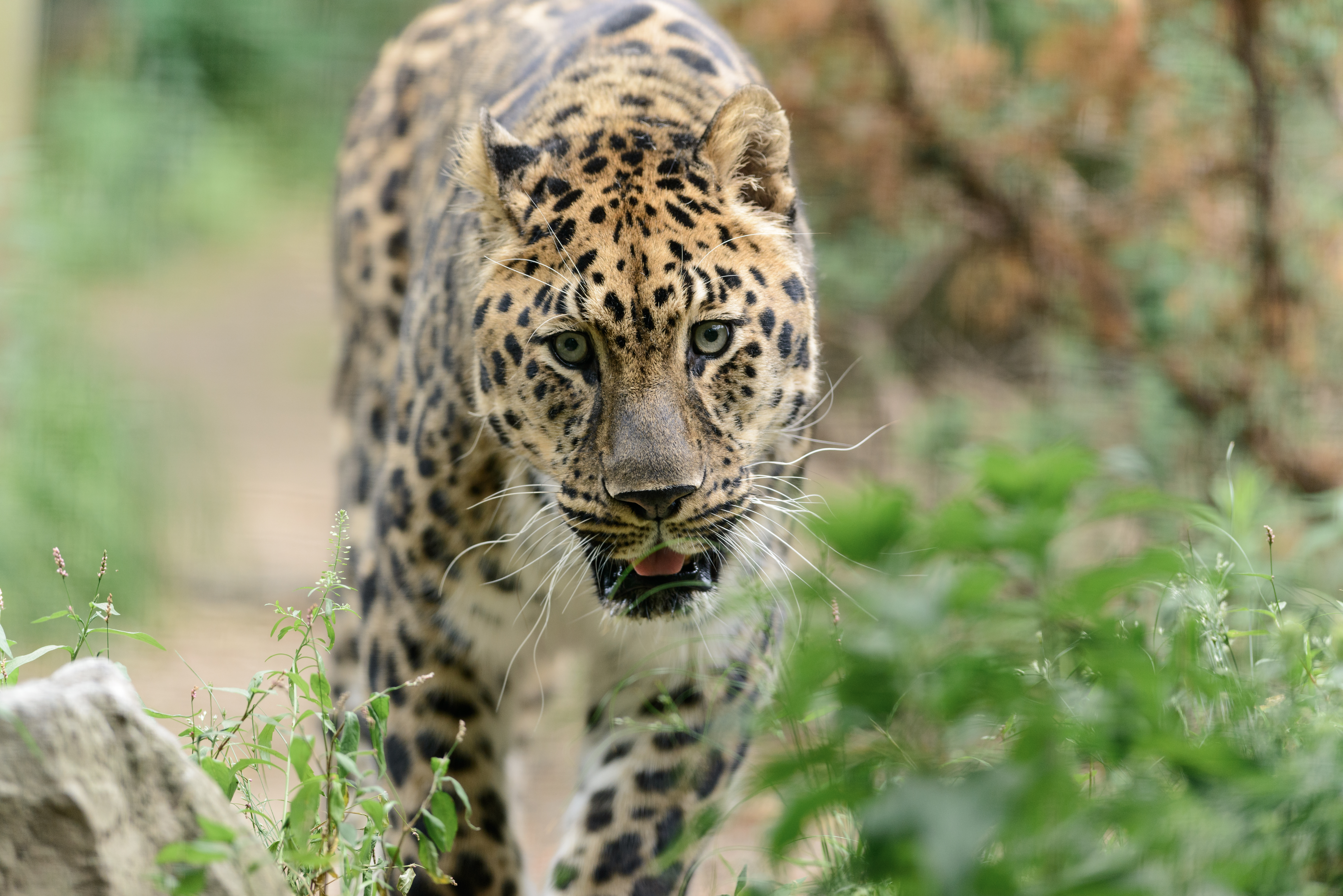 Descarga gratuita de fondo de pantalla para móvil de Paseo, Depredador, Gato Grande, Leopardo, Animales.