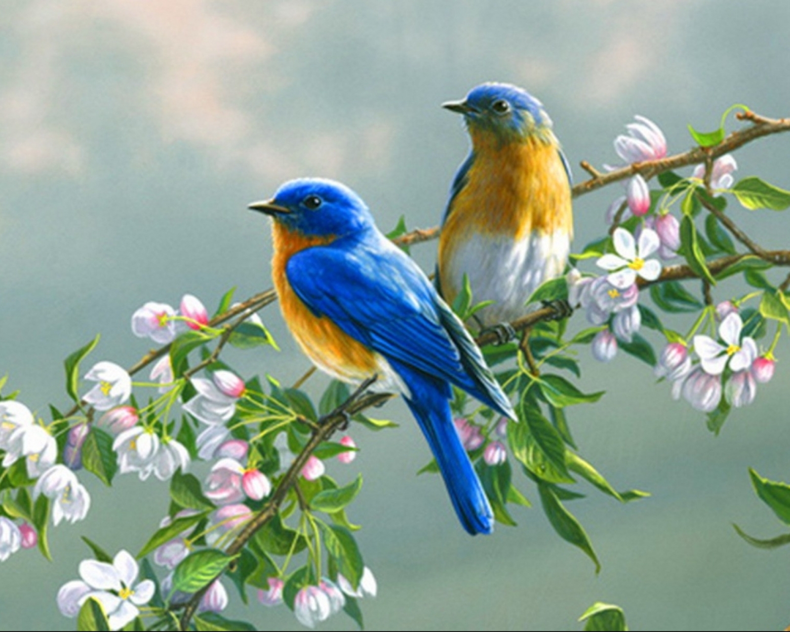 1085033 скачать картинку синяя птица, животные, птицы - обои и заставки бесплатно