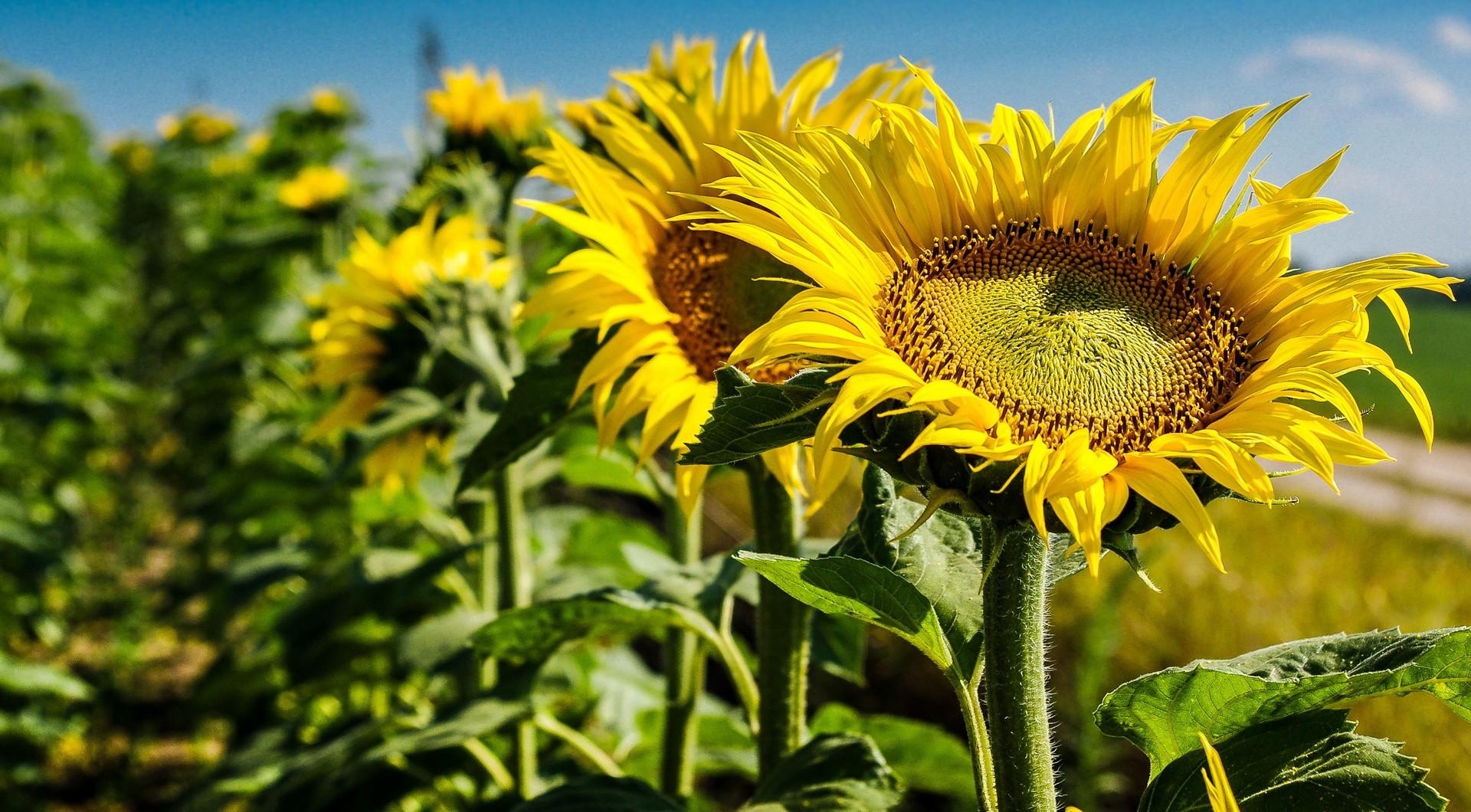Download mobile wallpaper Sharpness, Flowers, Field, Close Up, Summer, Sunflowers for free.