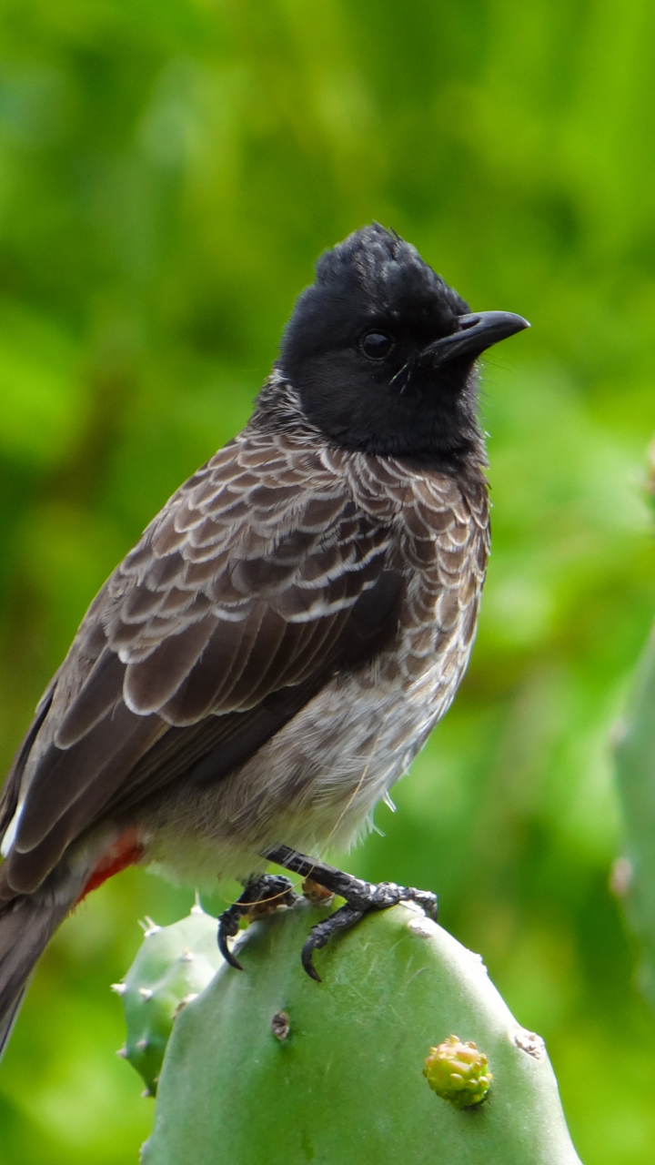 Sharp Short Beak Brown-Eared Bulbul Bird White Pink Blur Background 4K HD  Birds Wallpapers | HD Wallpapers | ID #116212